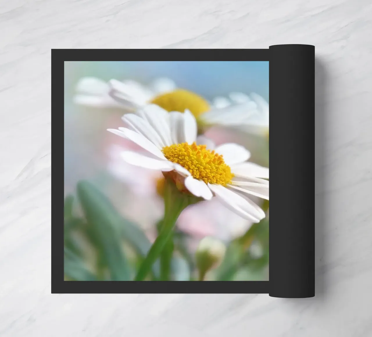 Daisies zerbino da Atteloi