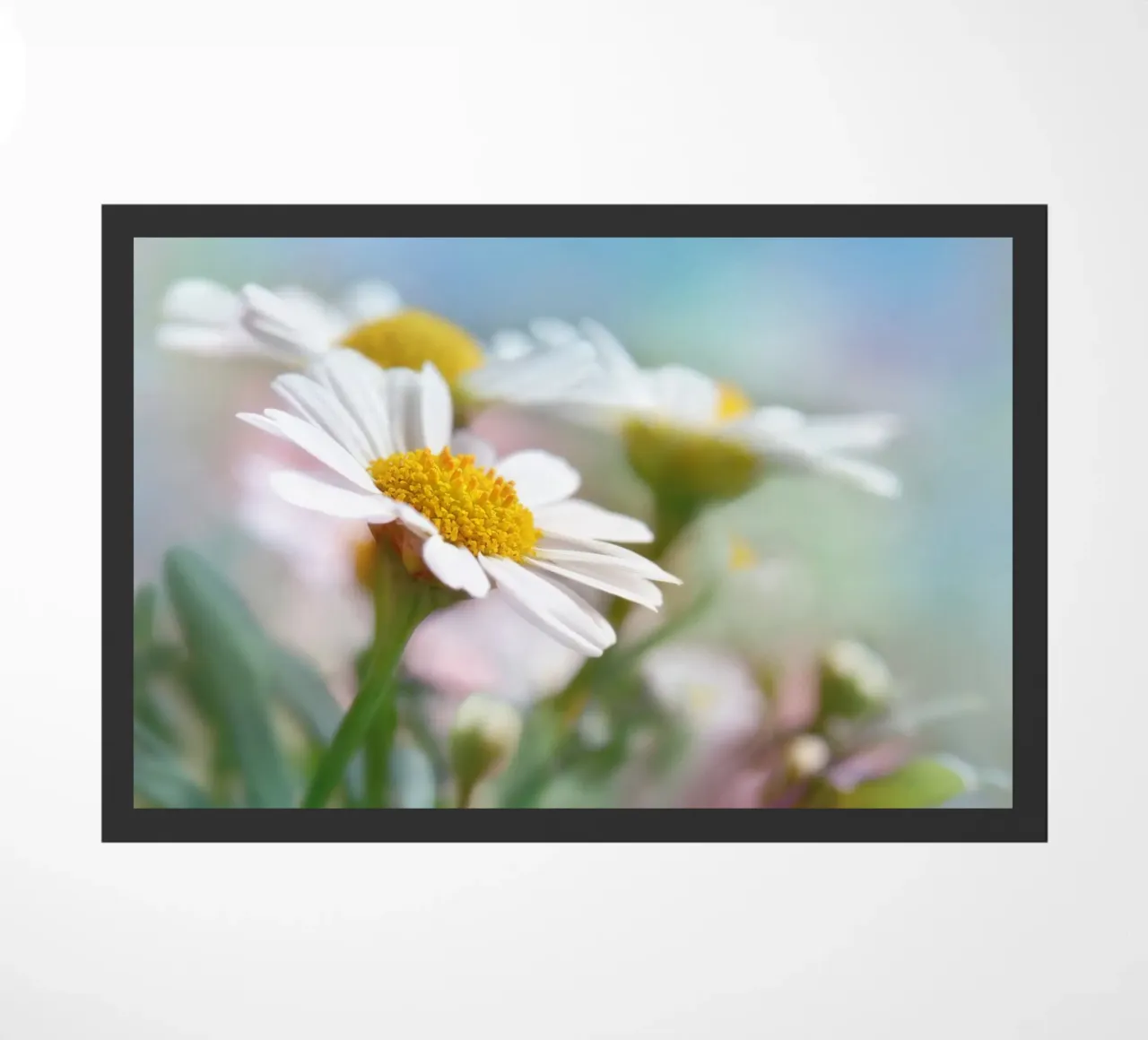 Daisies zerbino da Atteloi