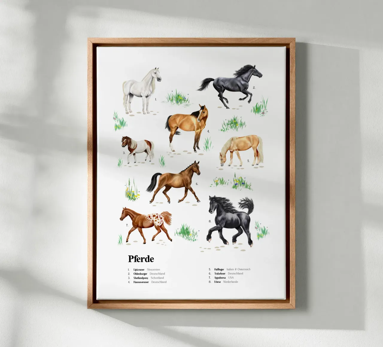 Pferde & Ponys • Arten entdecken Lernbild Illustration tela con Cornice a cassetta da Moonlit Illustrations