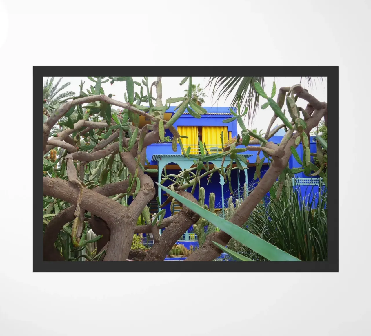 MarrakechBlue zerbino da DragonFly