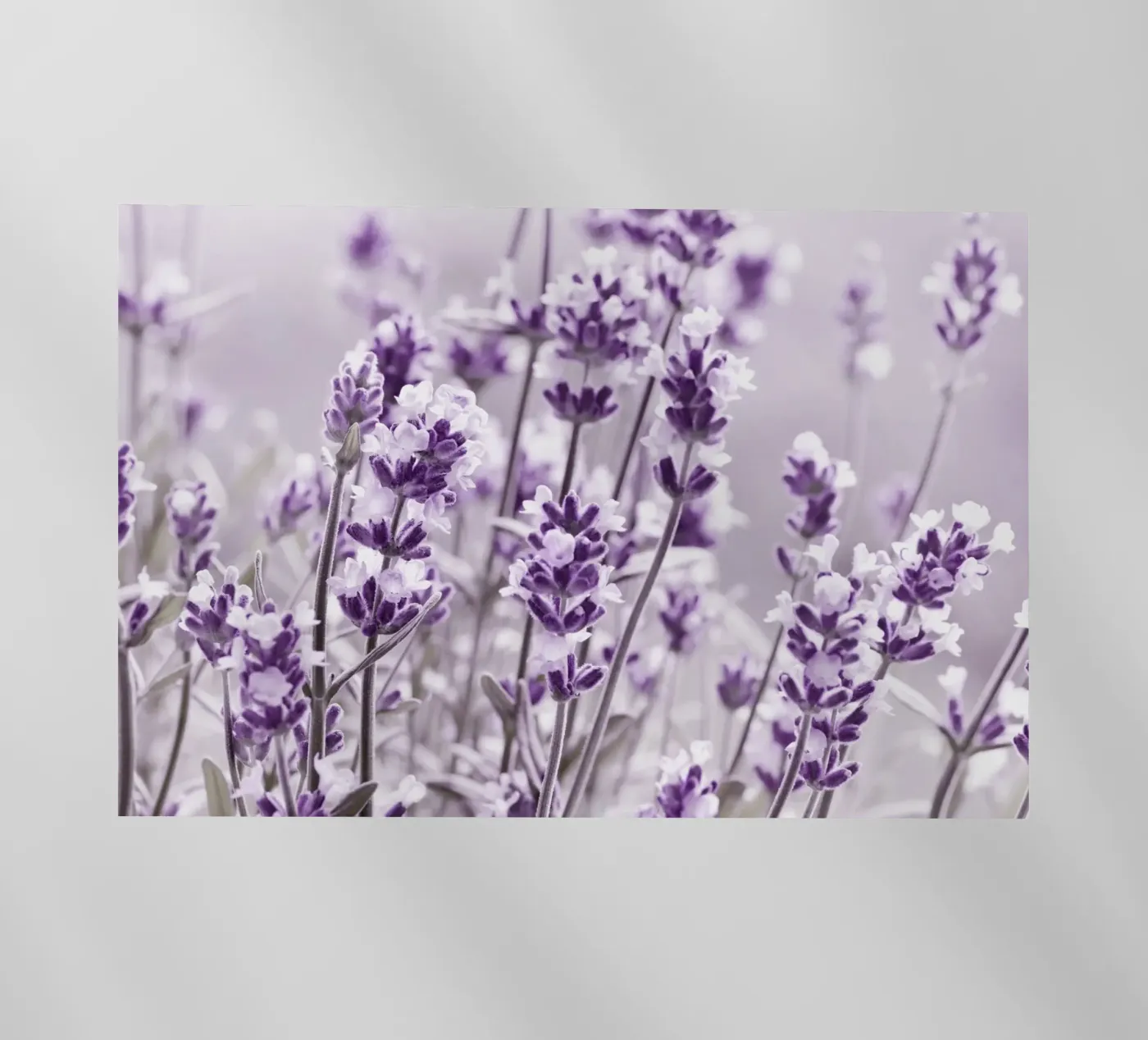 Lavanda pellicola backlit da Atteloi