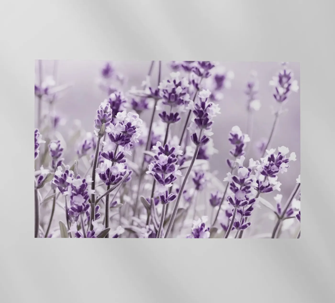 Lavanda pellicola backlit da Atteloi