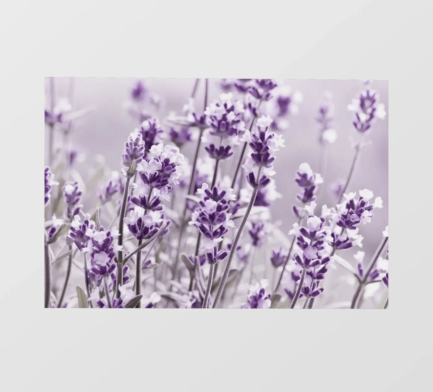 Lavanda pellicola backlit da Atteloi