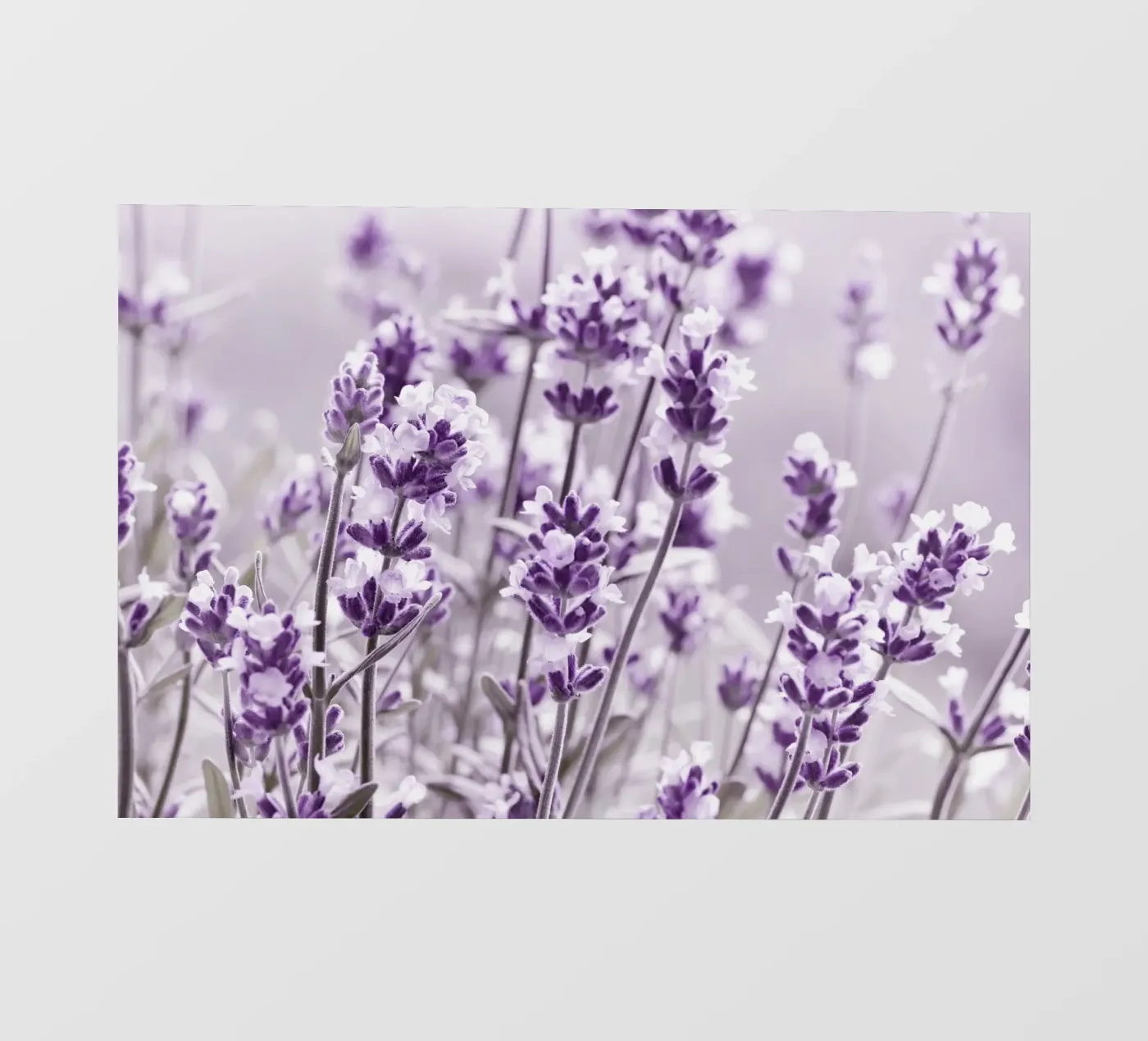 Lavanda pellicola backlit da Atteloi