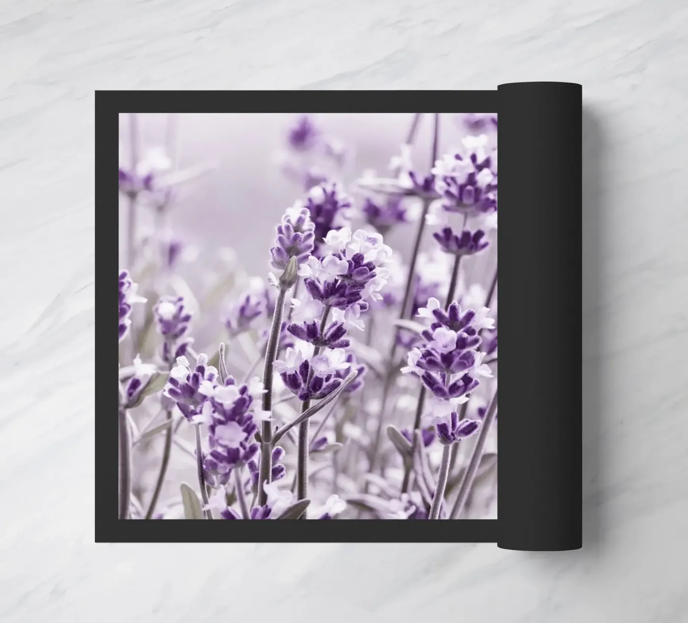 Lavender zerbino da Atteloi