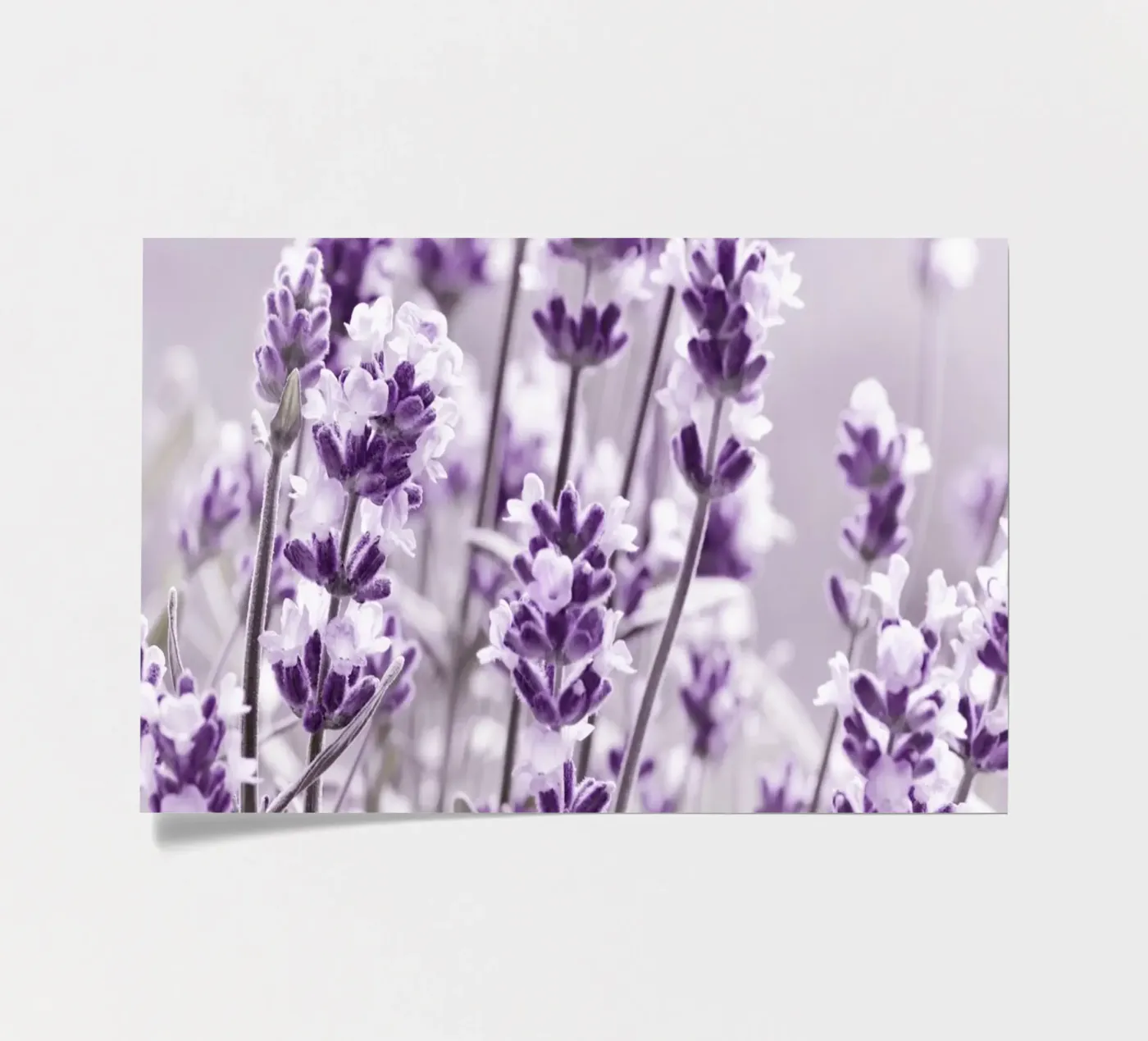 Lavender sticker sheet by Atteloi