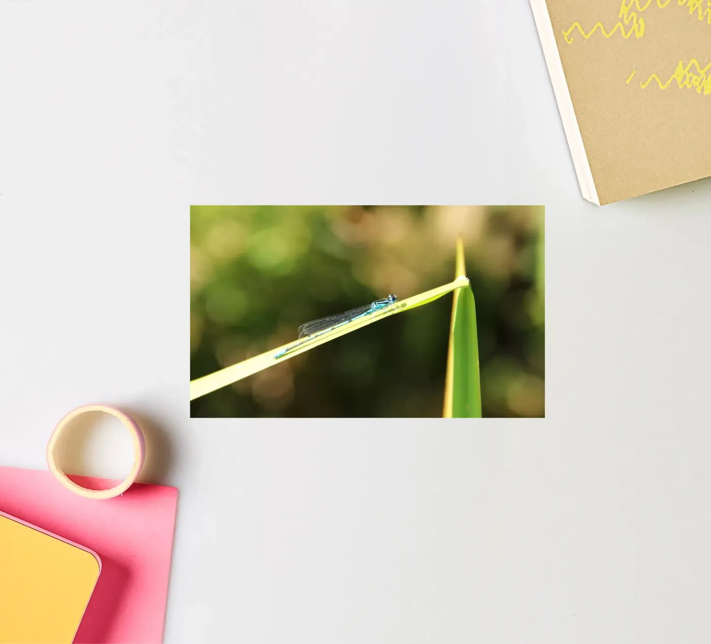 dragonfly sticker by DragonFly