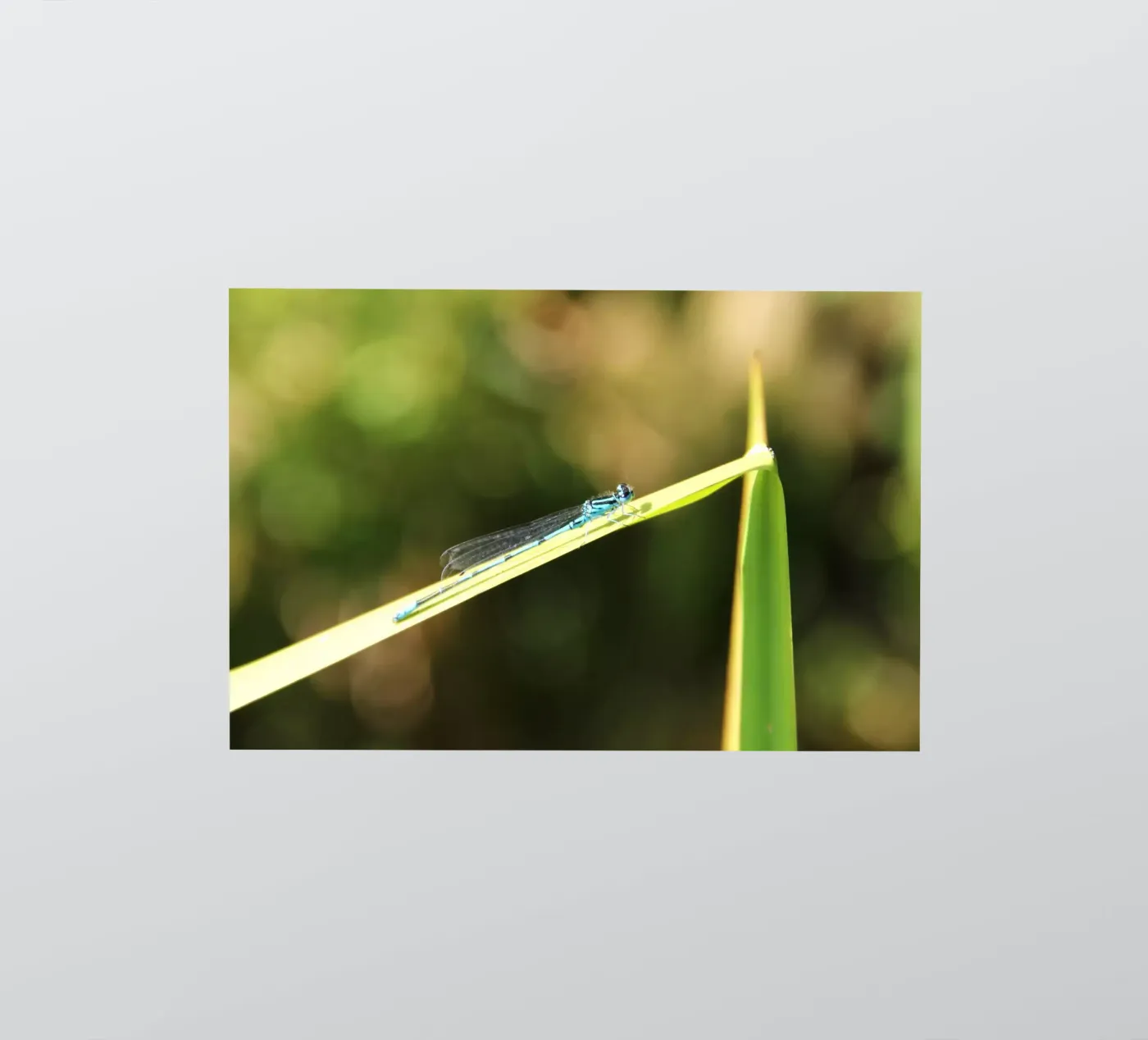 dragonfly sticker by DragonFly