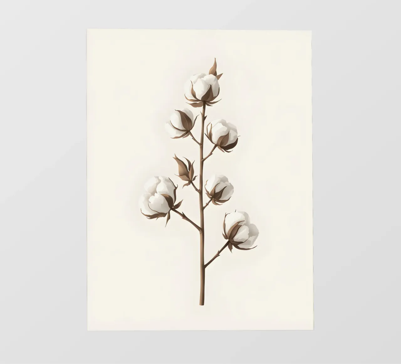 Stelo di cotone pellicola backlit da Botanical Gallery