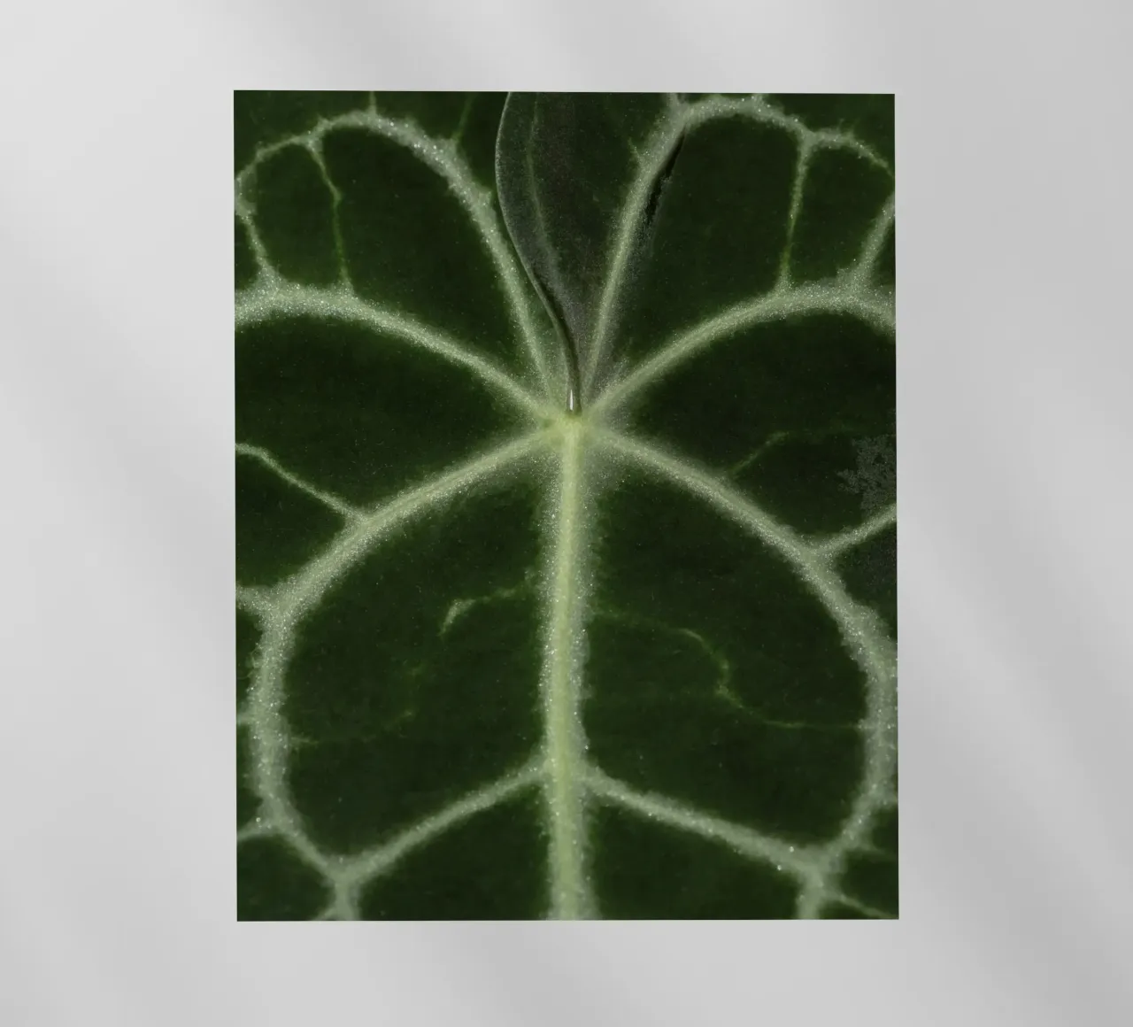 the leaf bone pellicola backlit da carsa