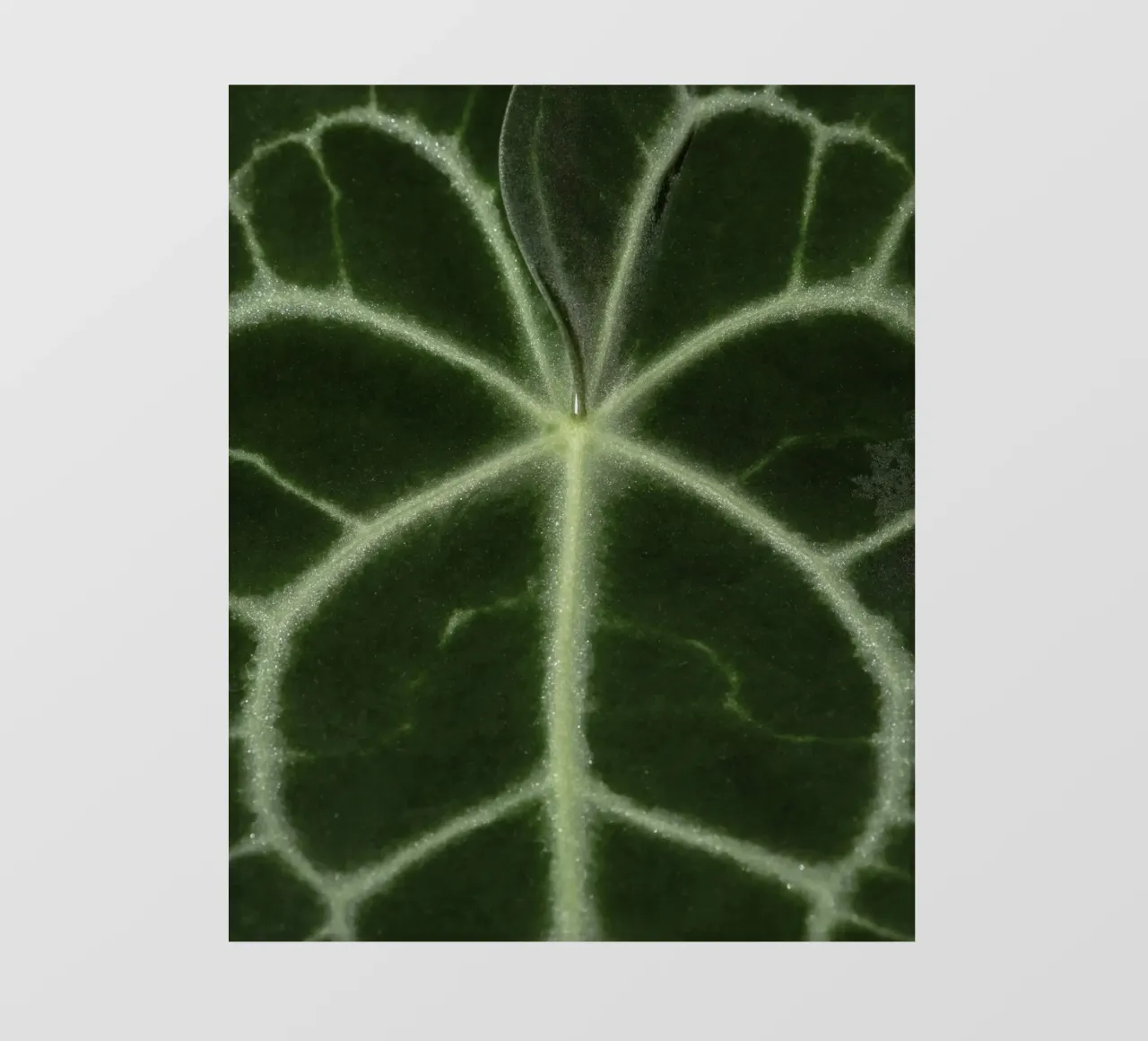 the leaf bone pellicola backlit da carsa