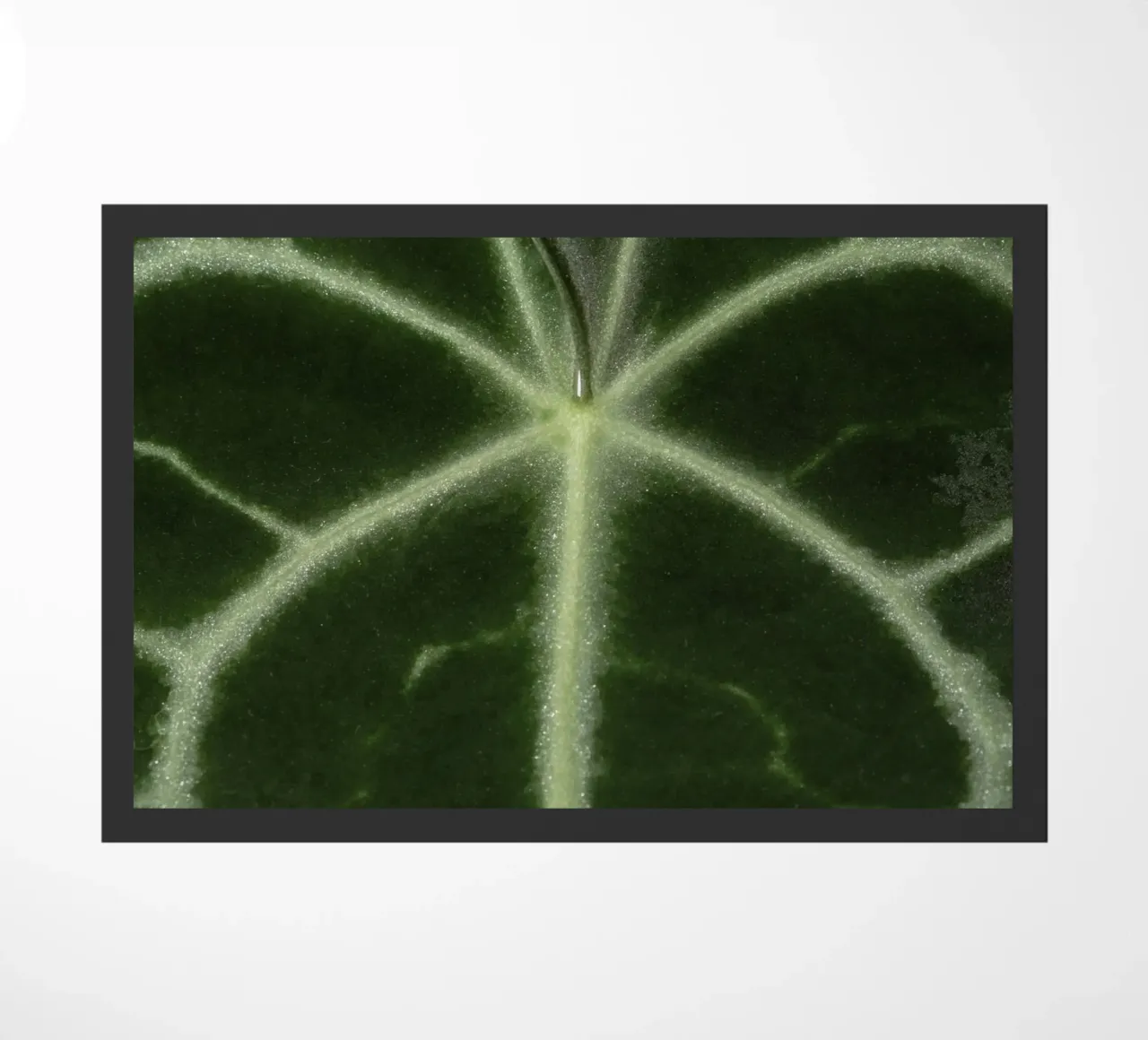 the leaf bone zerbino da carsa