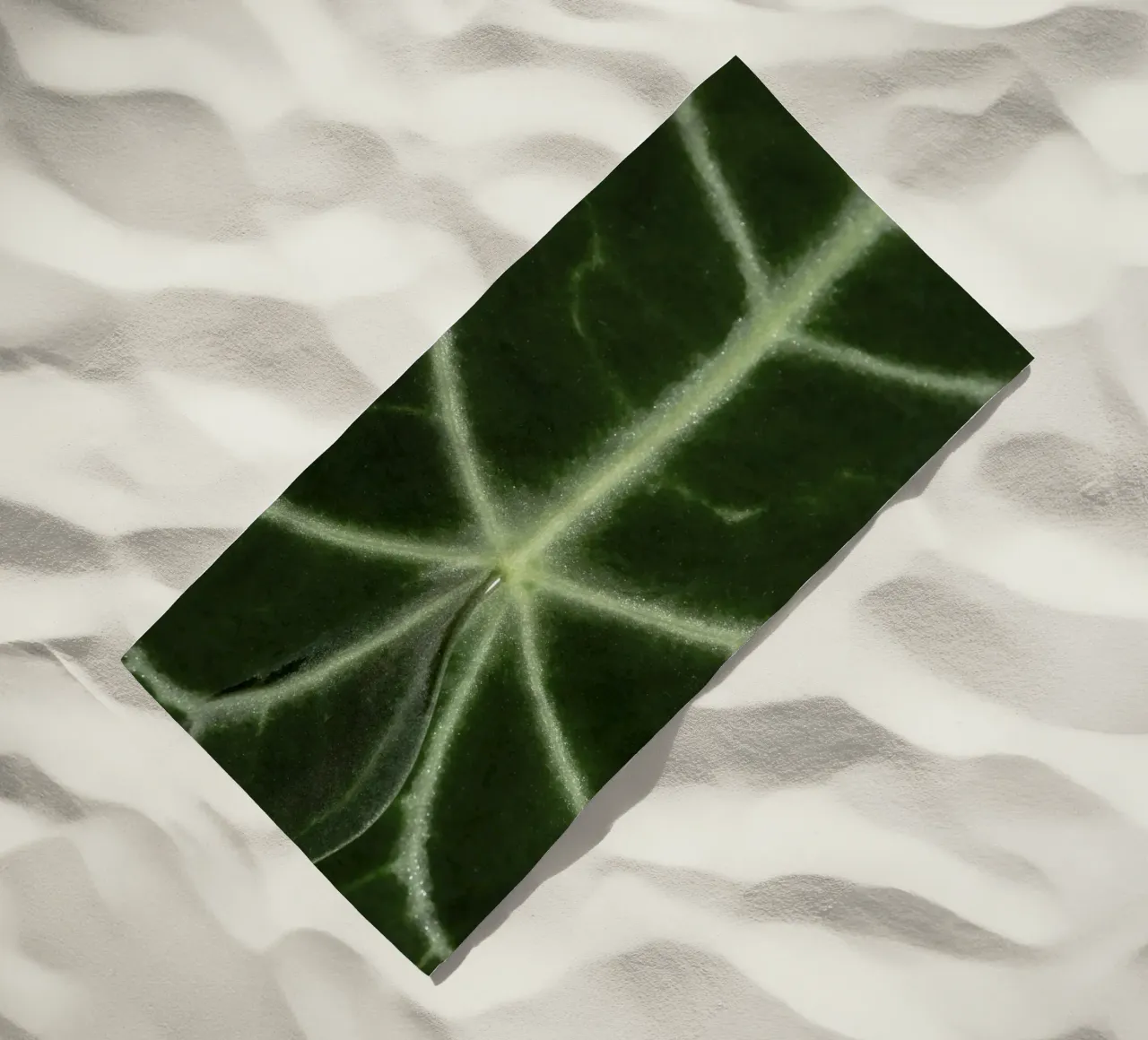the leaf bone telo mare da carsa