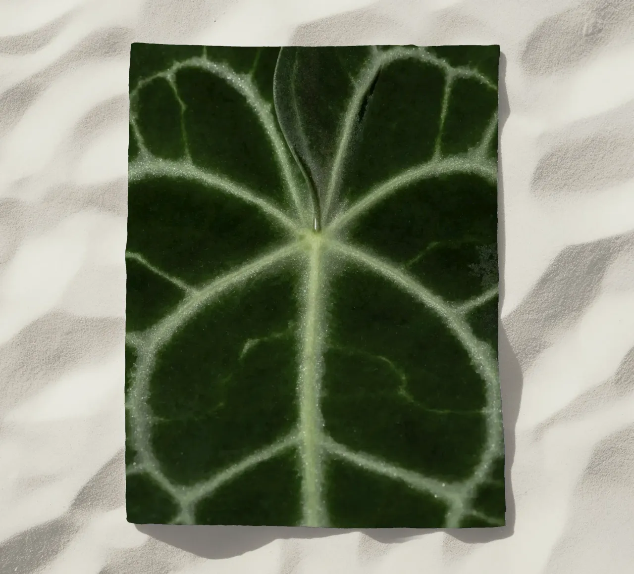the leaf bone telo mare da carsa