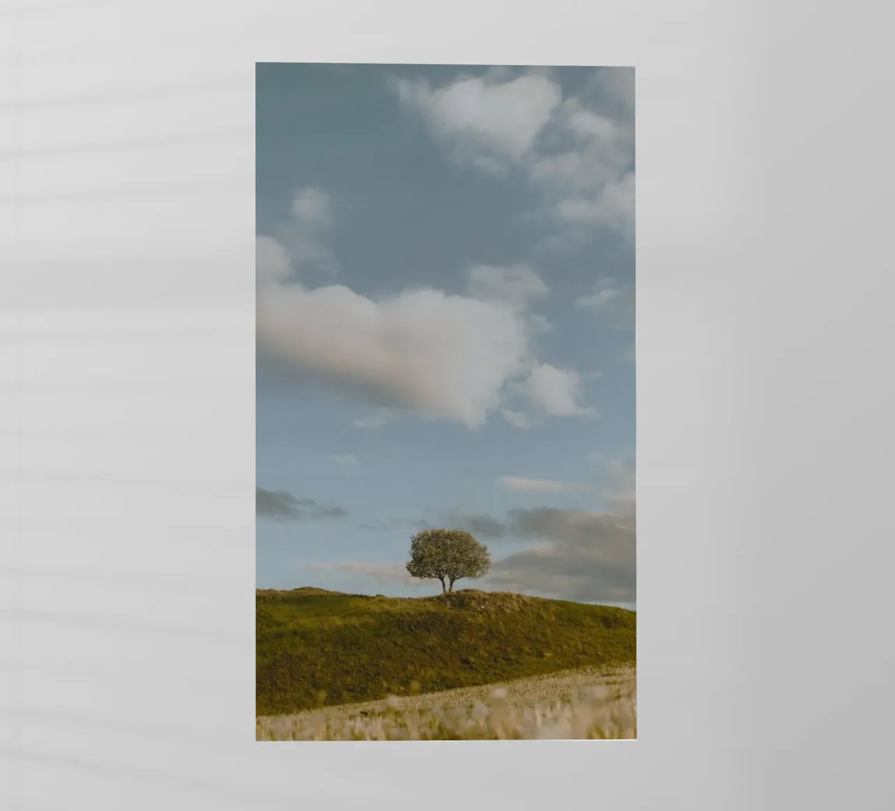 small tree in the space pellicola backlit da carsa