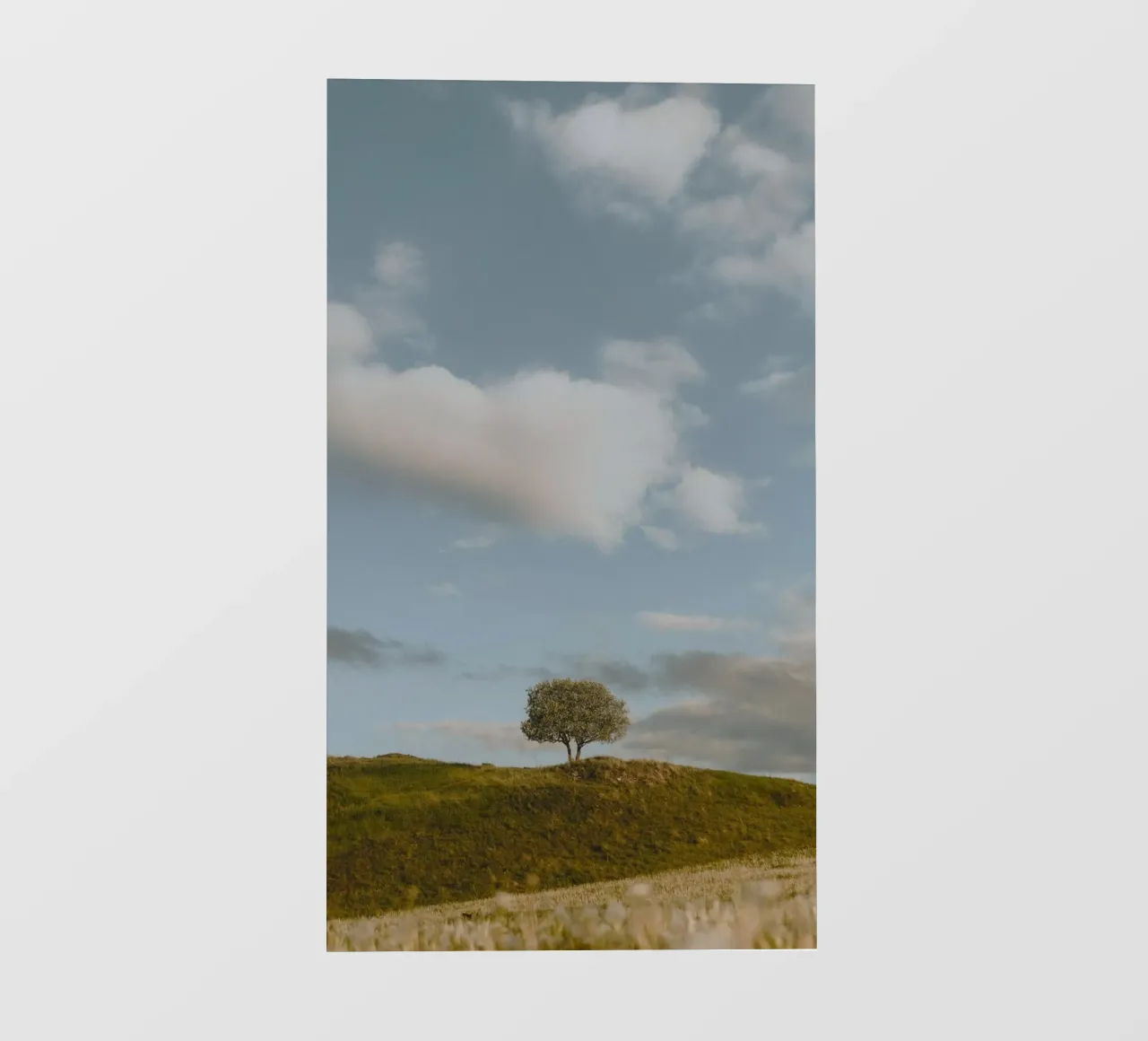 small tree in the space telo in pvc da carsa