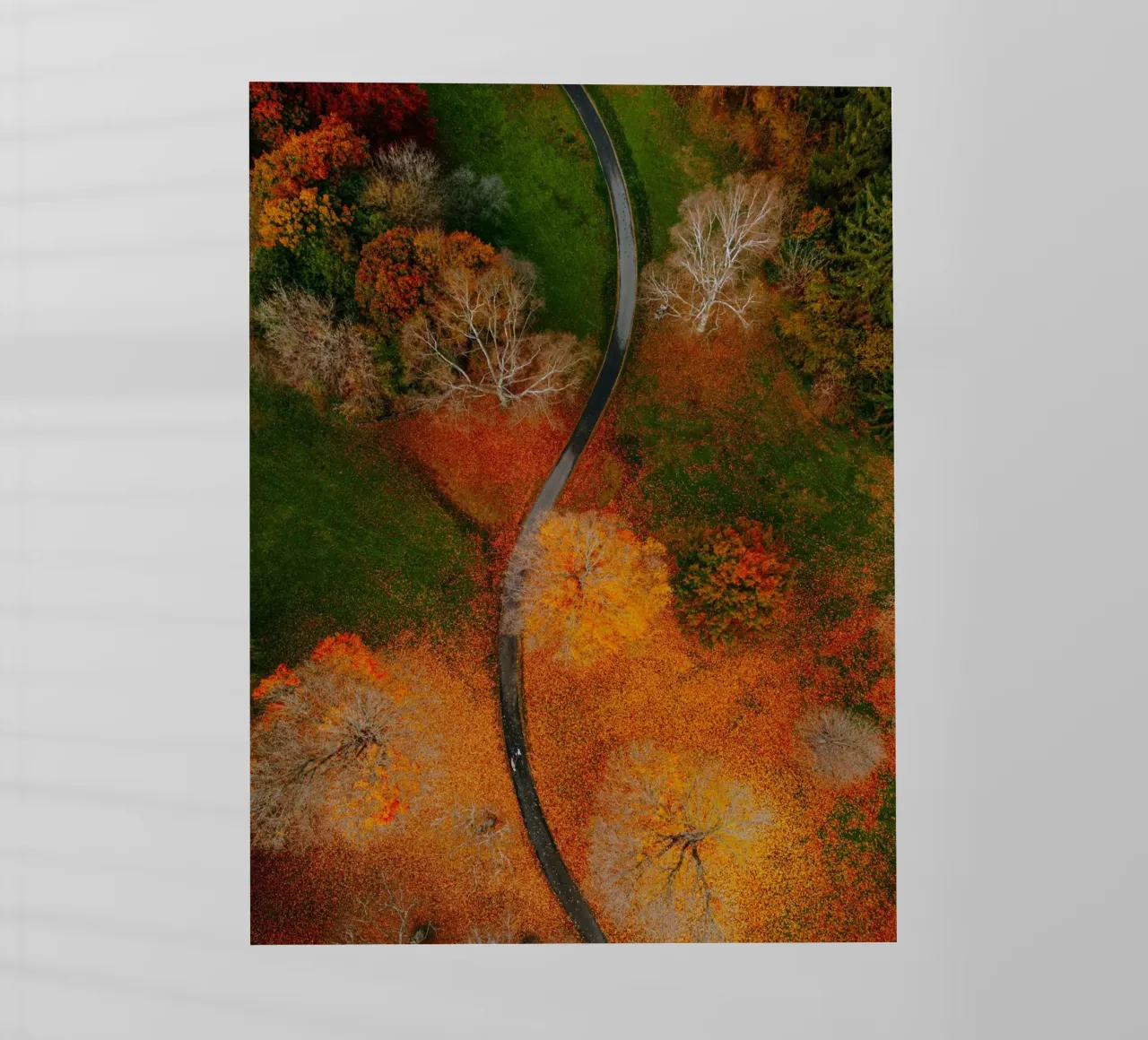 curve road in blossom forest pellicola backlit da Good days
