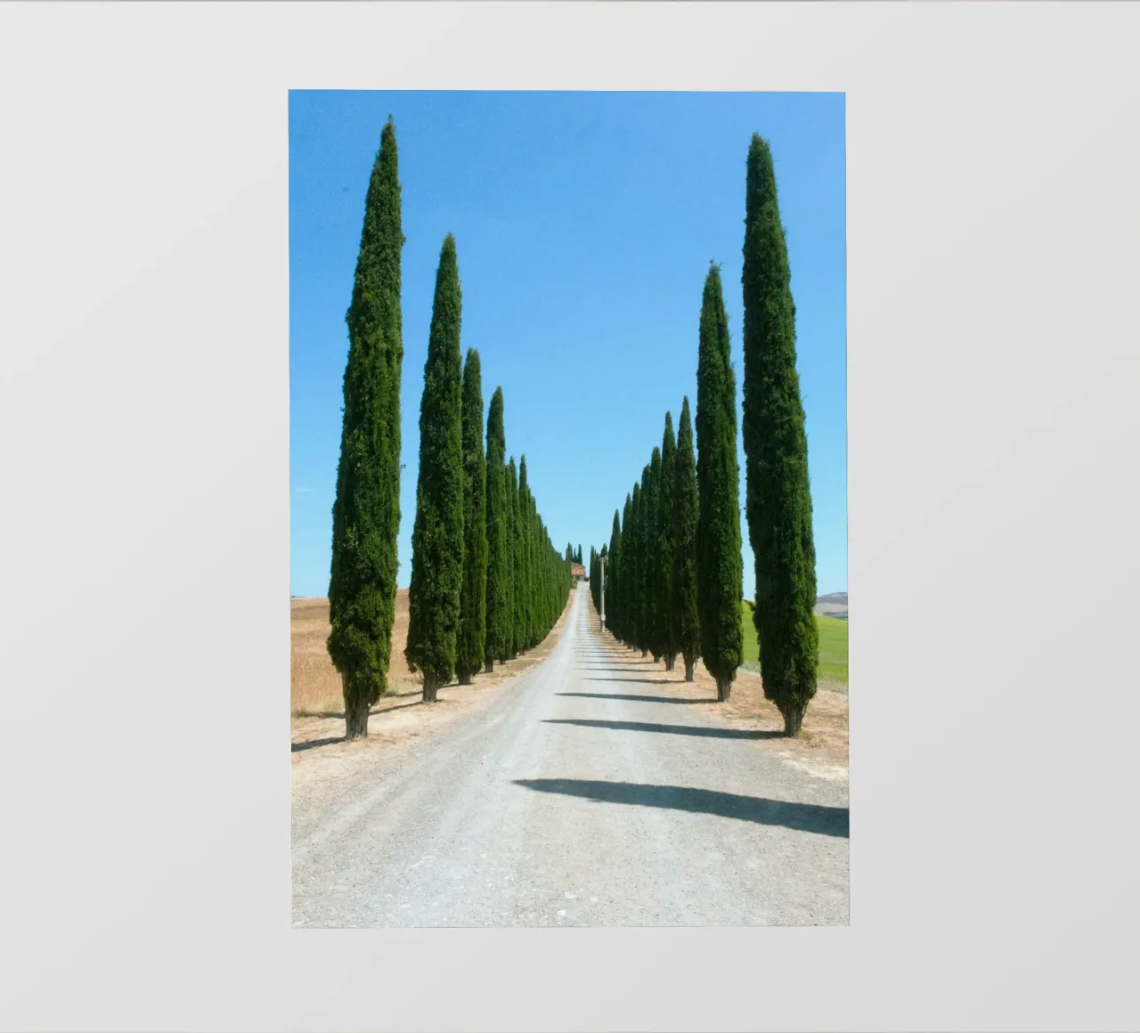 row of tree telo in pvc da carsa