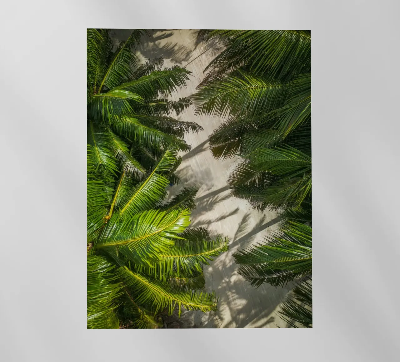 palm forest pellicola backlit da melts