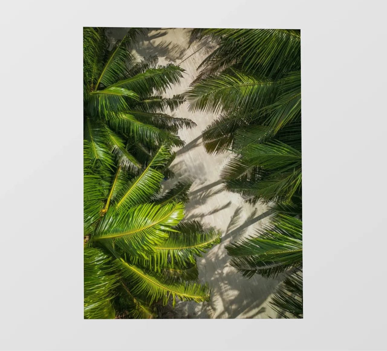 palm forest pellicola backlit da melts