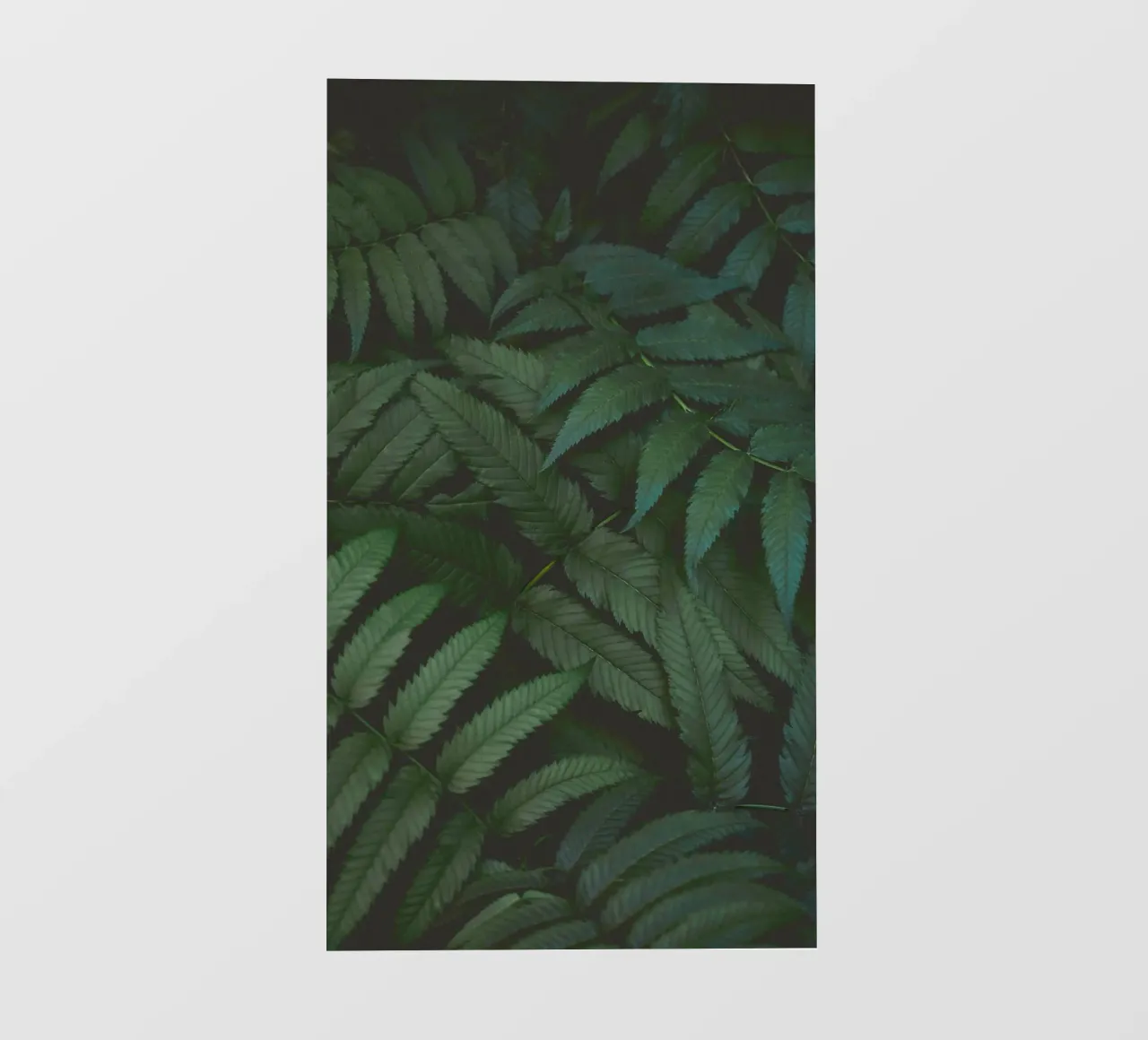 leaf in shadow telo in pvc da melts