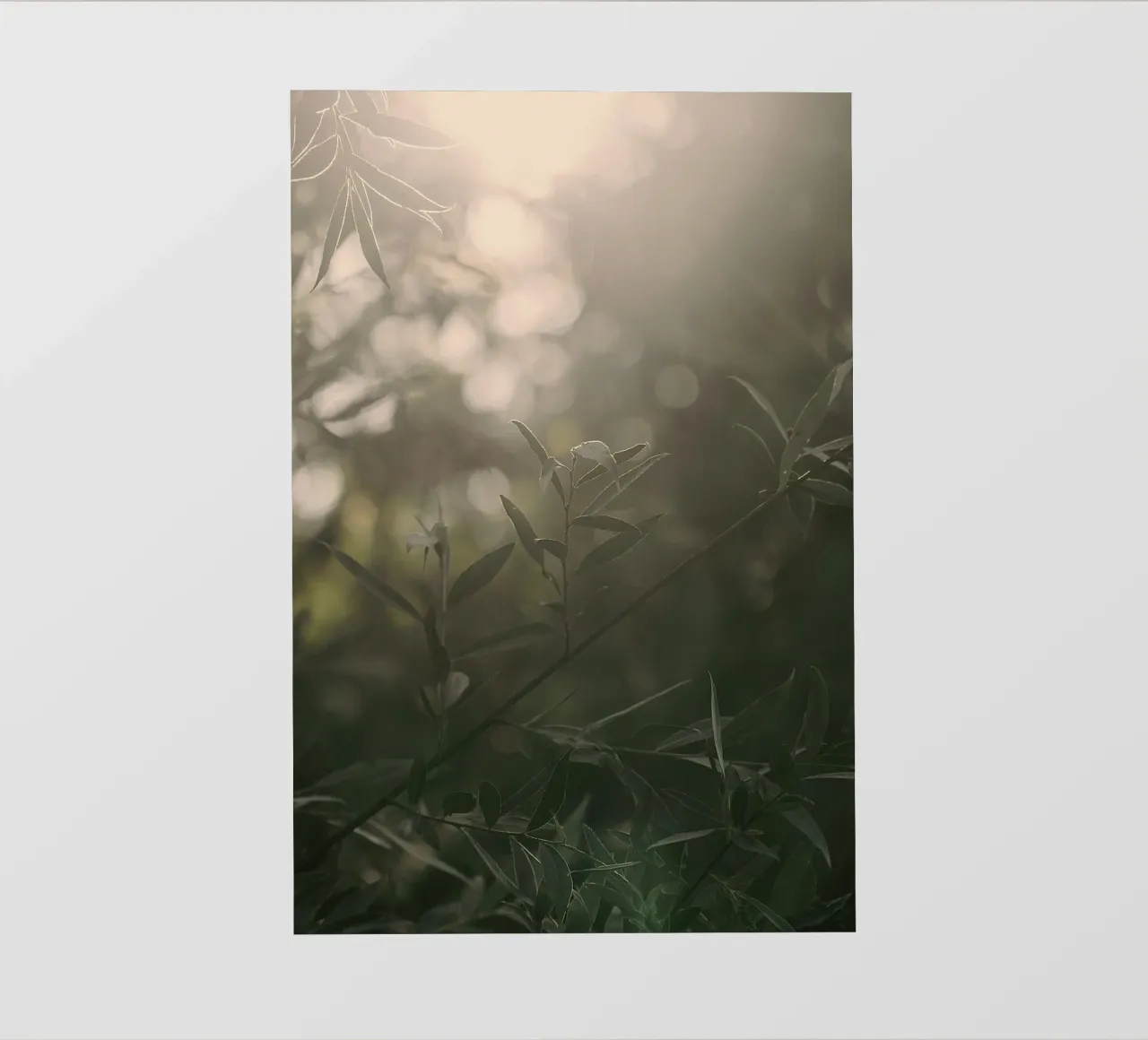 shining through forest pellicola backlit da melts