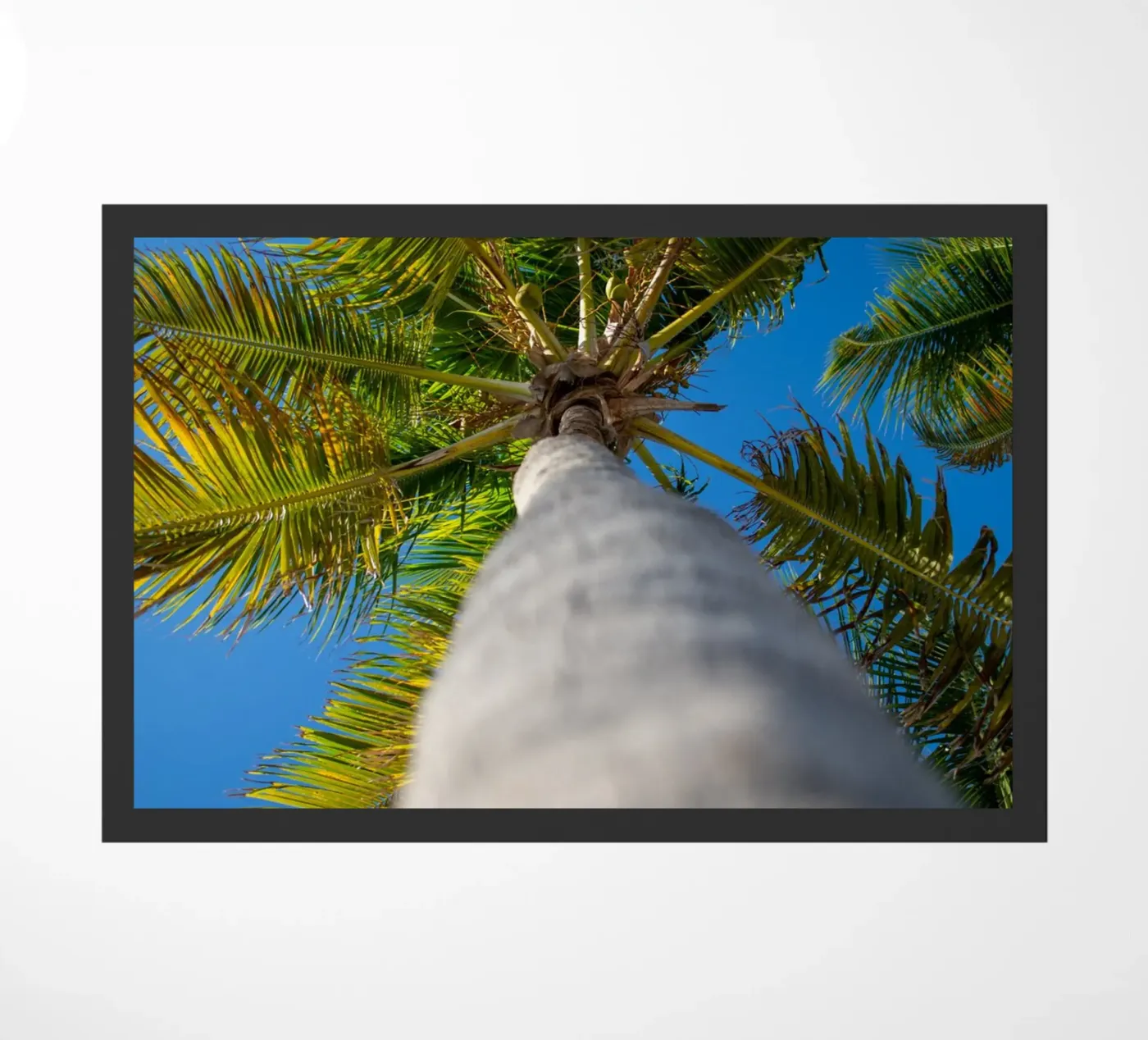 Palm tree zerbino da anderm