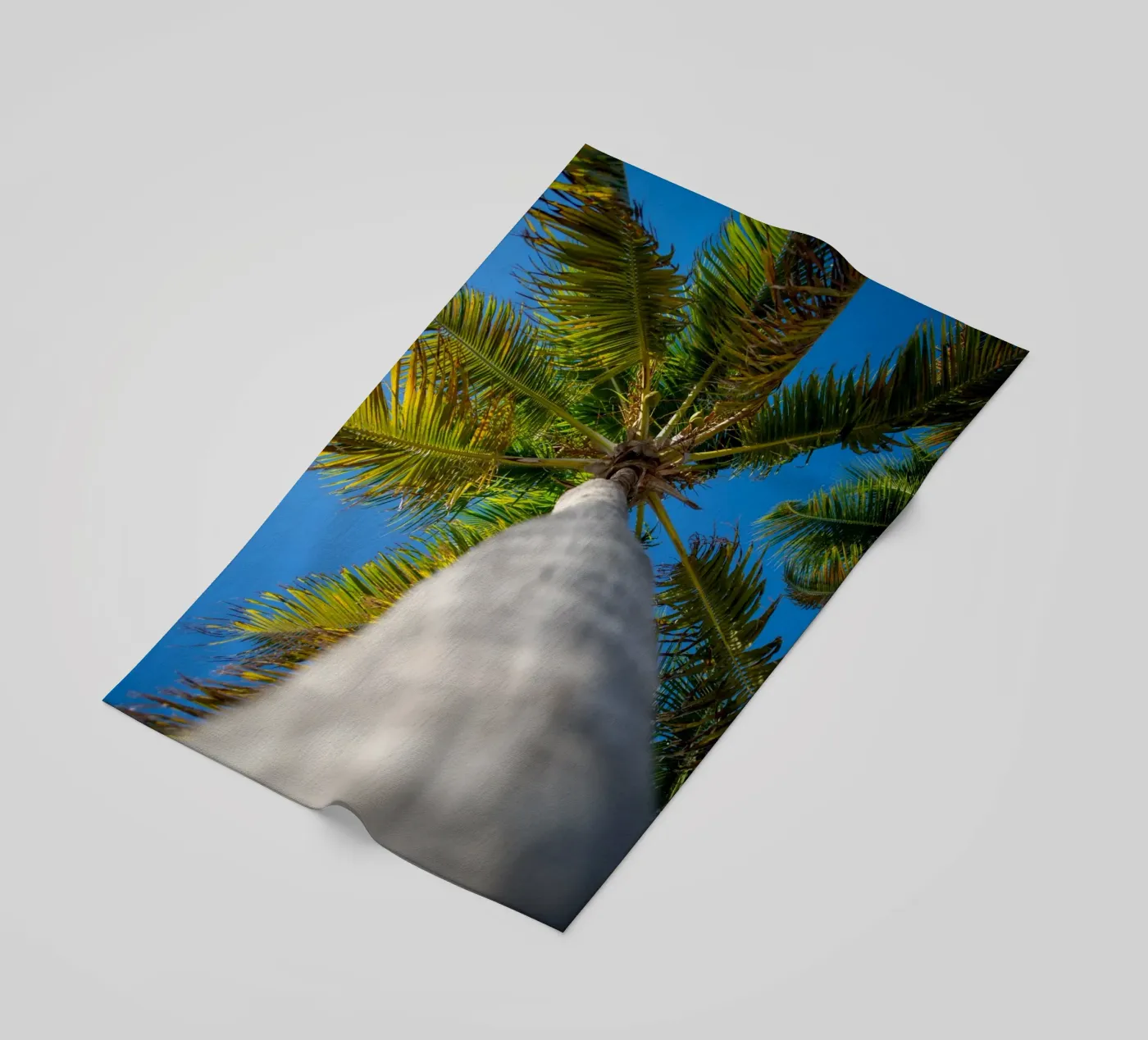 Palm tree telo mare da anderm