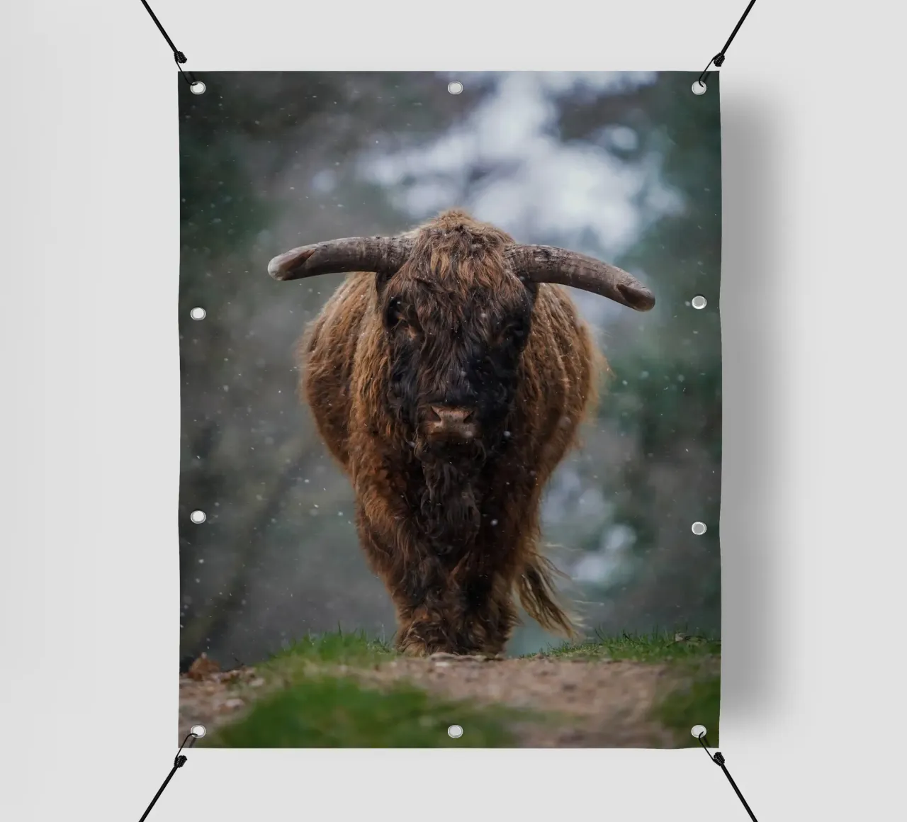 Mucca Highland in inverno telo in pvc da Tom's Wildlife