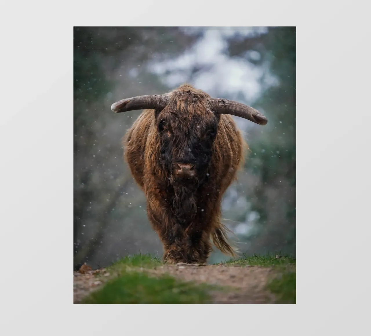 Mucca Highland in inverno telo in pvc da Tom's Wildlife