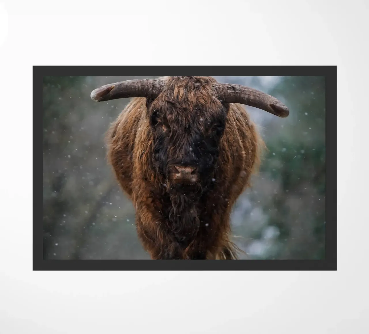 Mucca Highland in inverno zerbino da Tom's Wildlife