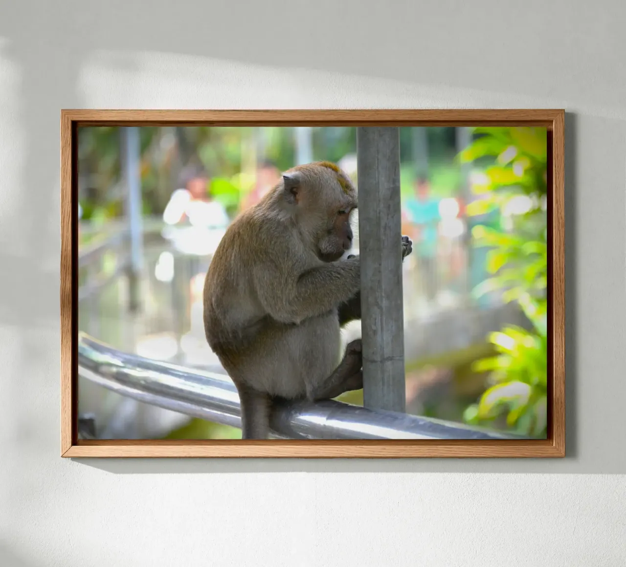 Thoughtful Monkey in KL Bird Park canvas with Floater frame by byrieneke