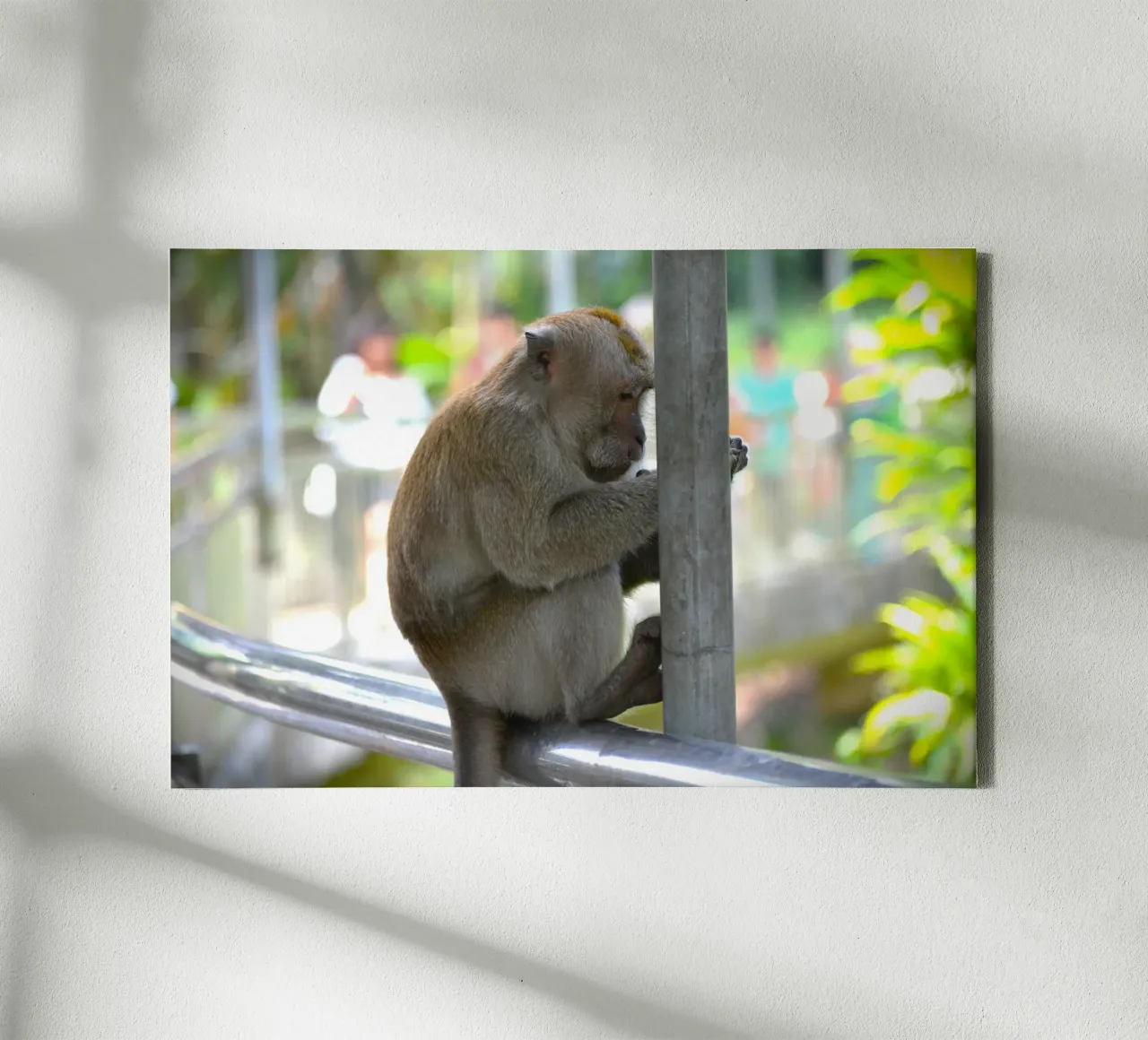 Thoughtful Monkey in KL Bird Park canvas with Floater frame by byrieneke