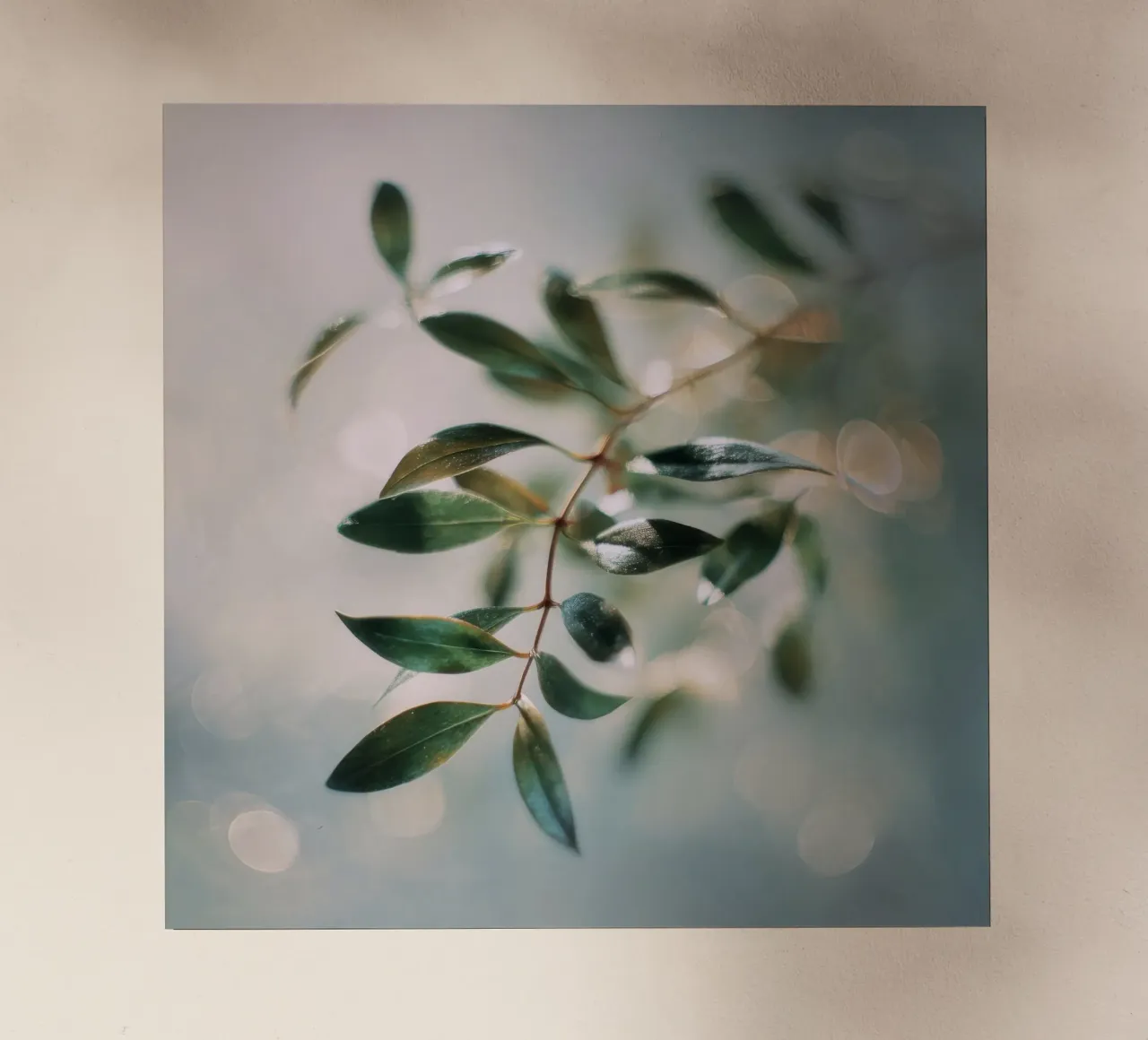 Bokeh Botanica No 01 pellicola backlit da treechild