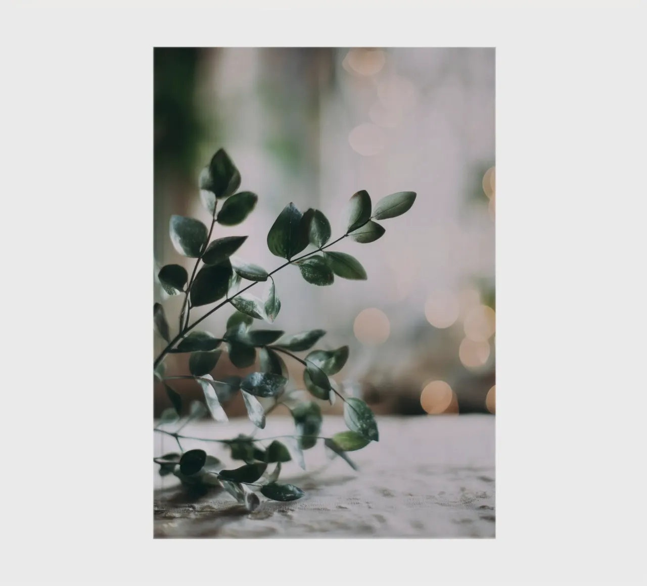 Bokeh Botanica No 03 diario da treechild