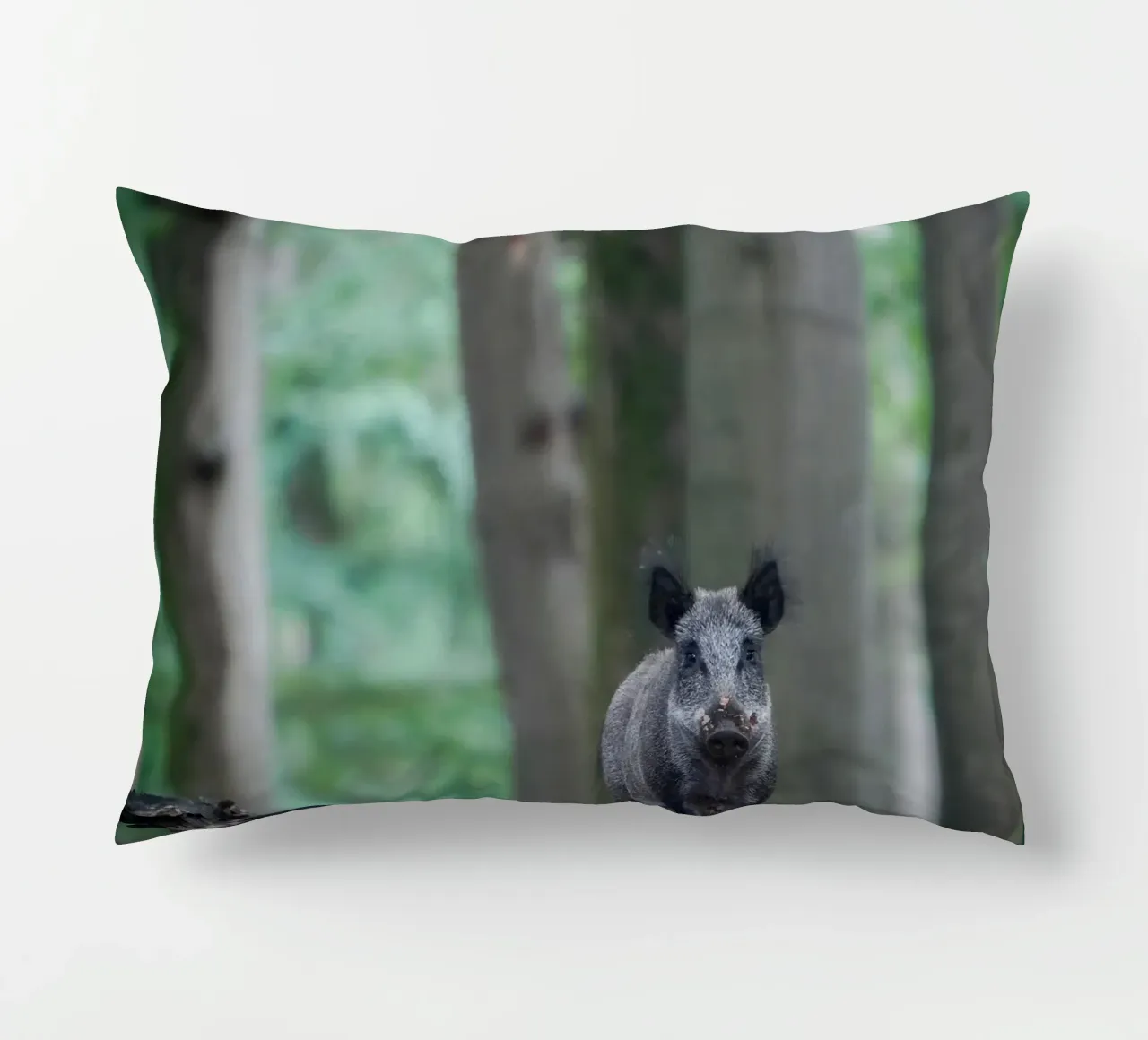 Cinghiale nella foresta cuscino da Tom's Wildlife