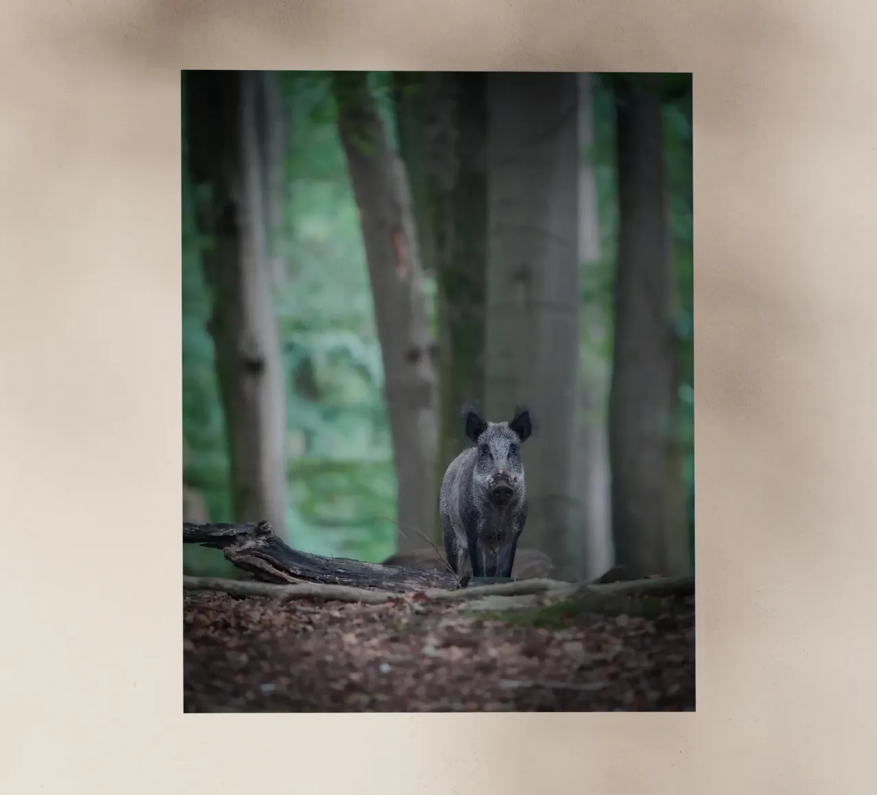 Cinghiale nella foresta pellicola backlit da Tom's Wildlife