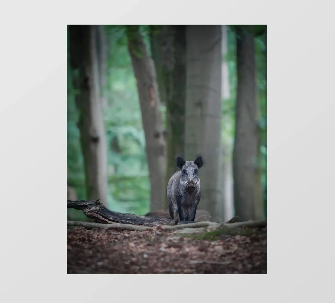 Cinghiale nella foresta pellicola backlit da Tom's Wildlife