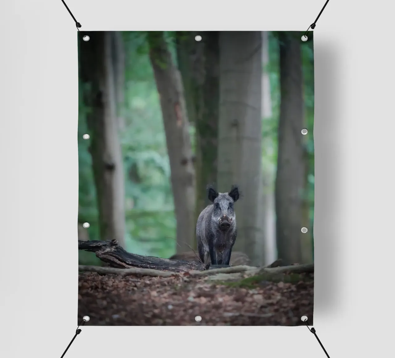 Cinghiale nella foresta telo in pvc da Tom's Wildlife
