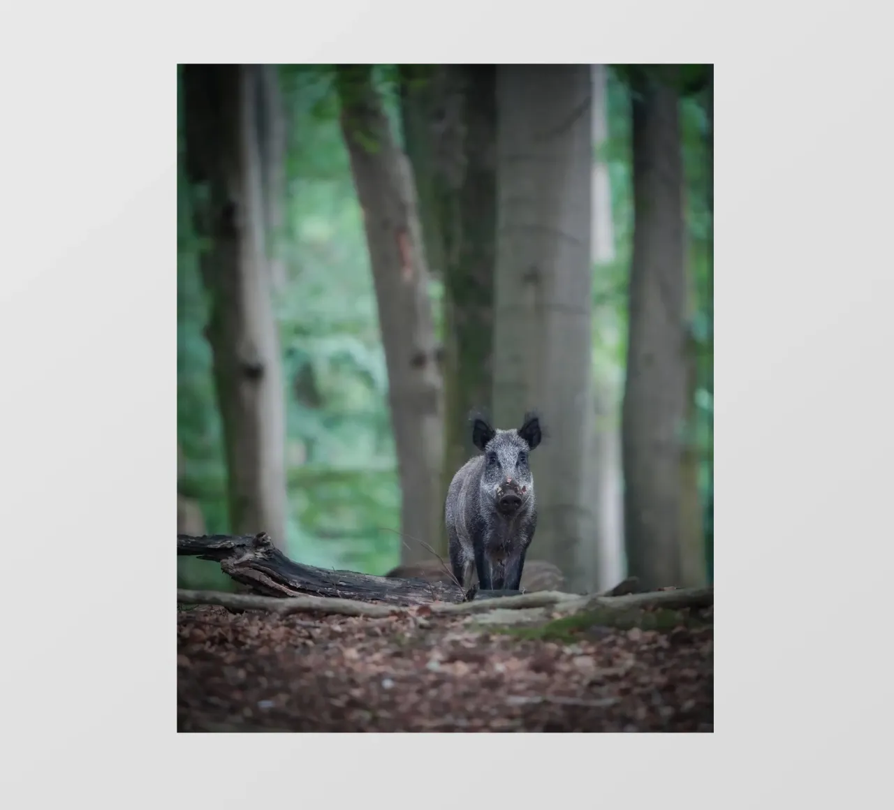 Cinghiale nella foresta telo in pvc da Tom's Wildlife