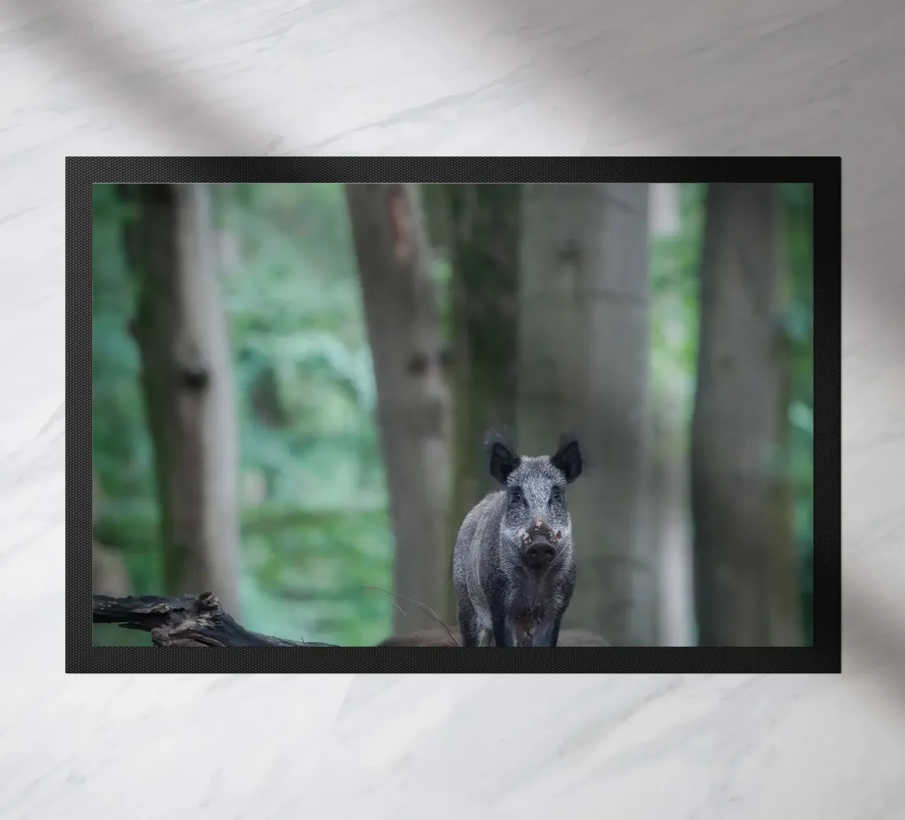 Cinghiale nella foresta zerbino da Tom's Wildlife