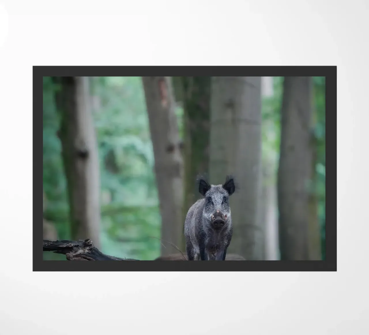 Cinghiale nella foresta zerbino da Tom's Wildlife