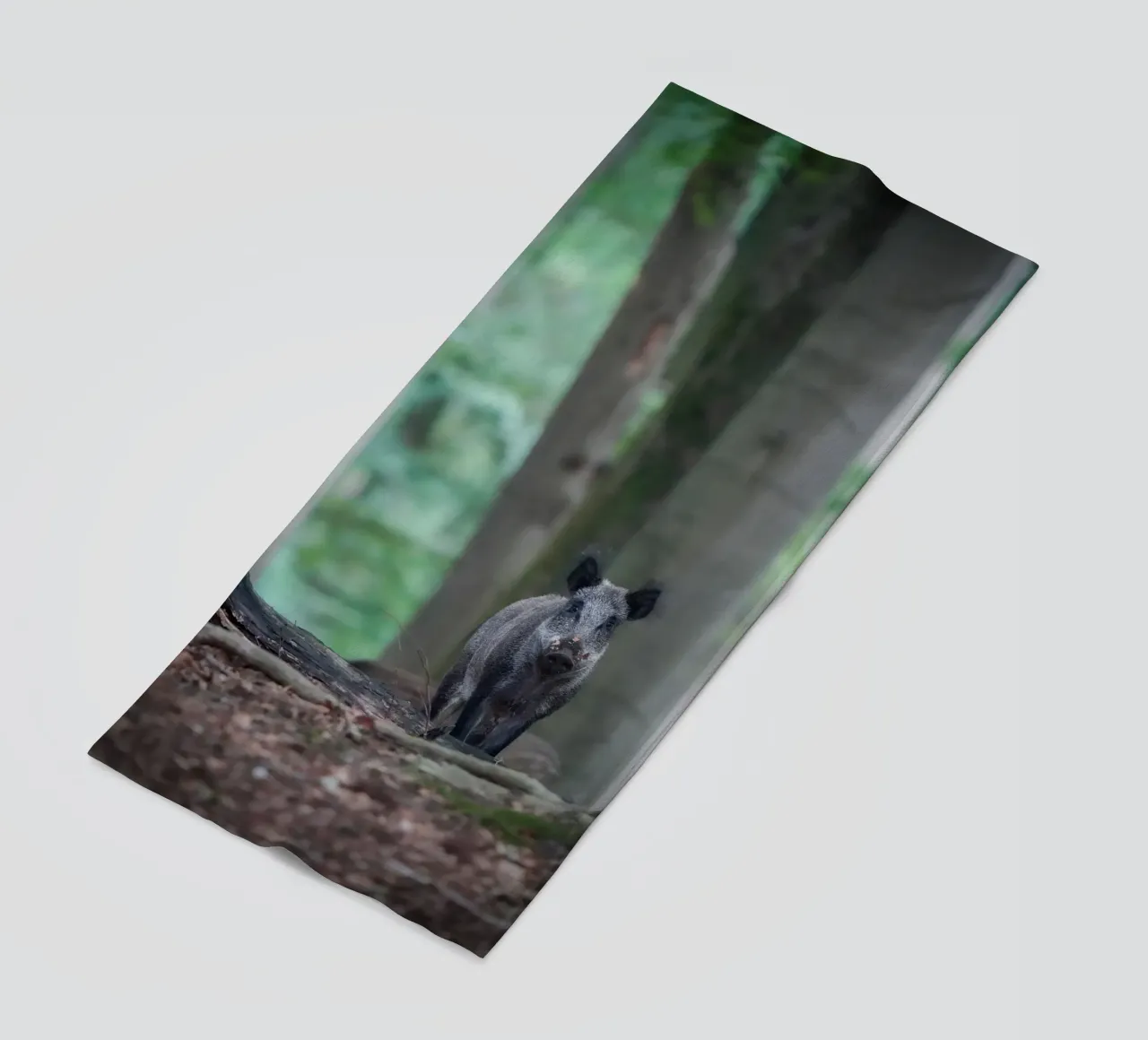 Cinghiale nella foresta telo mare da Tom's Wildlife