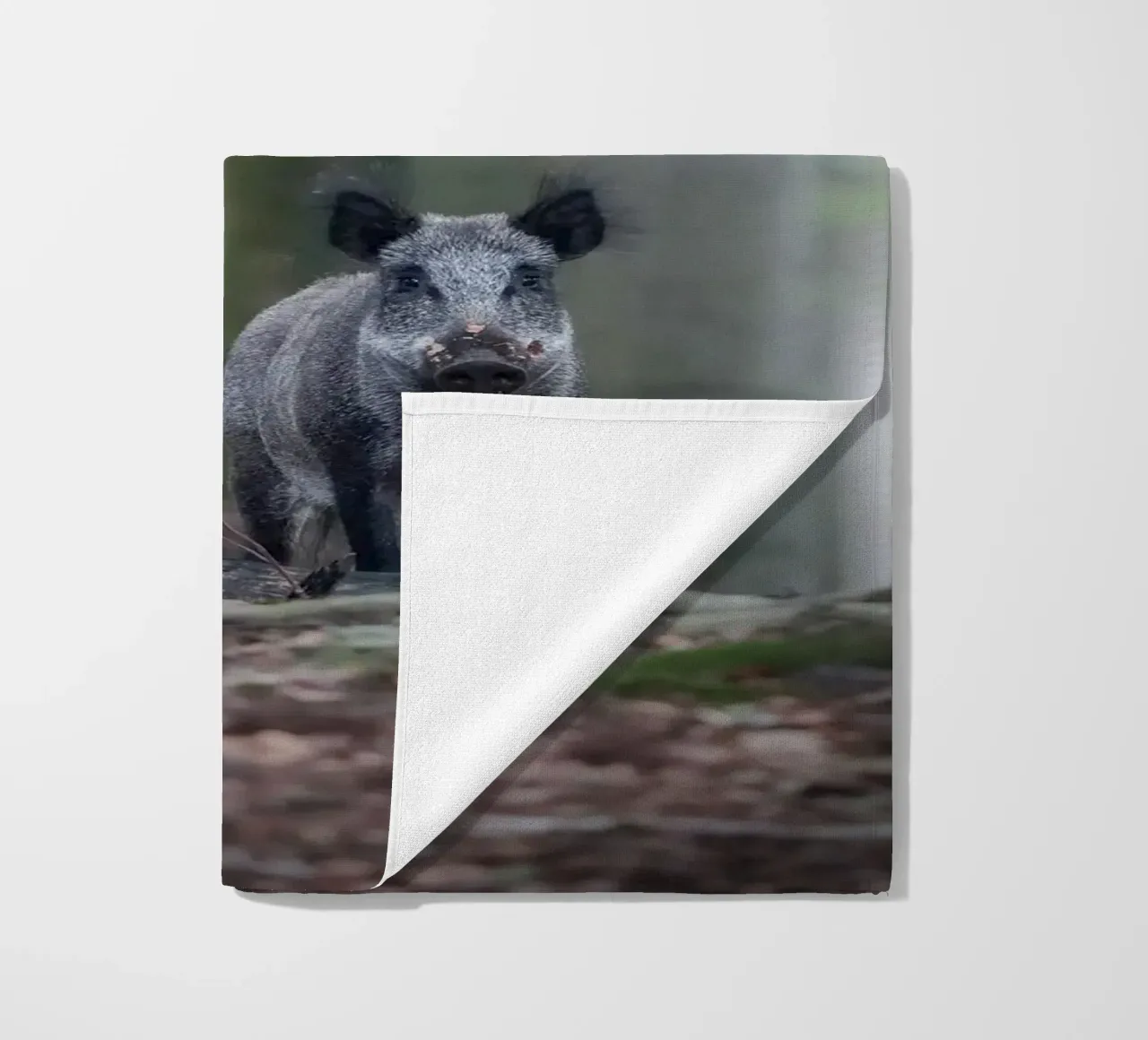 Cinghiale nella foresta telo mare da Tom's Wildlife