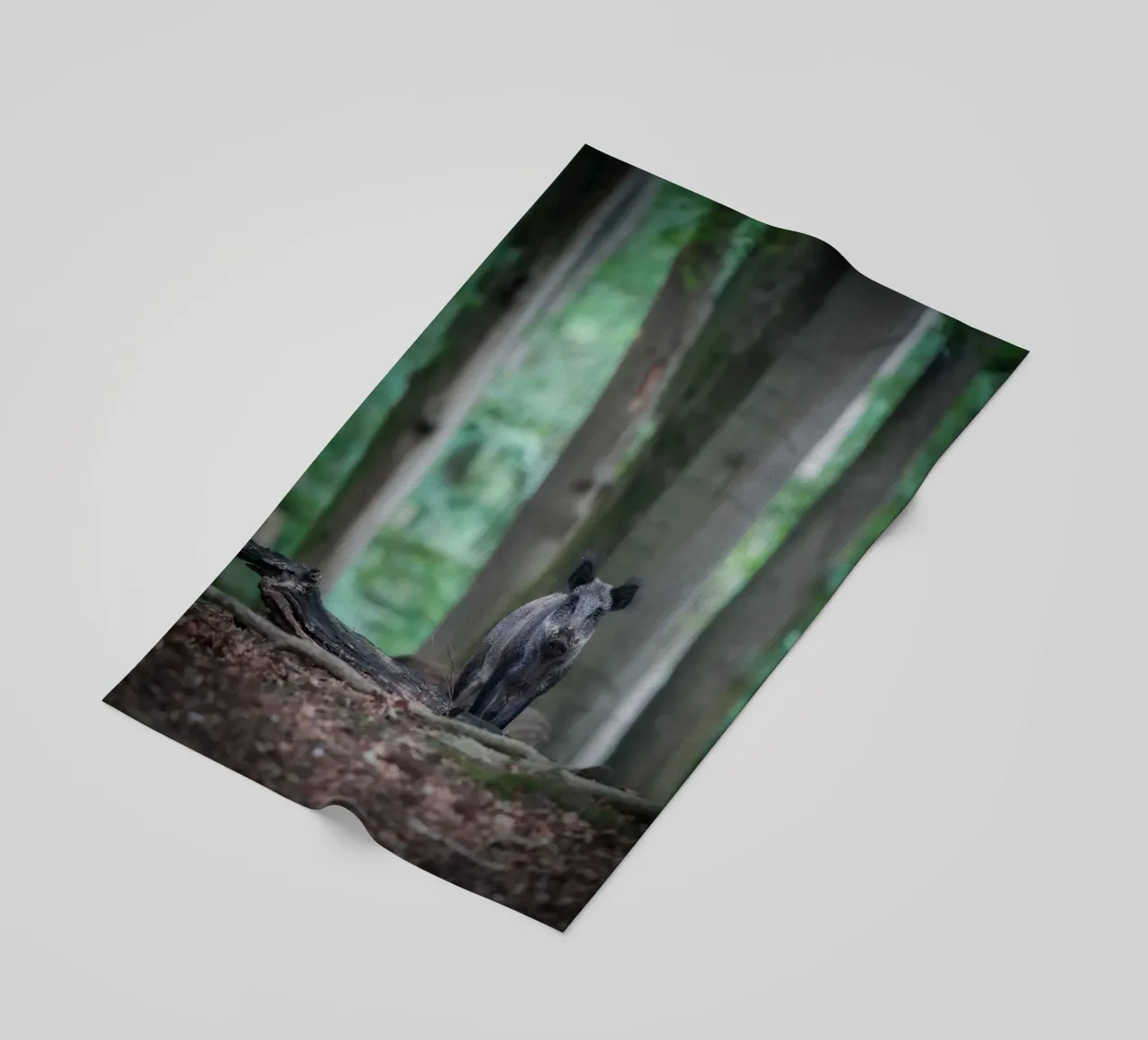 Cinghiale nella foresta telo mare da Tom's Wildlife