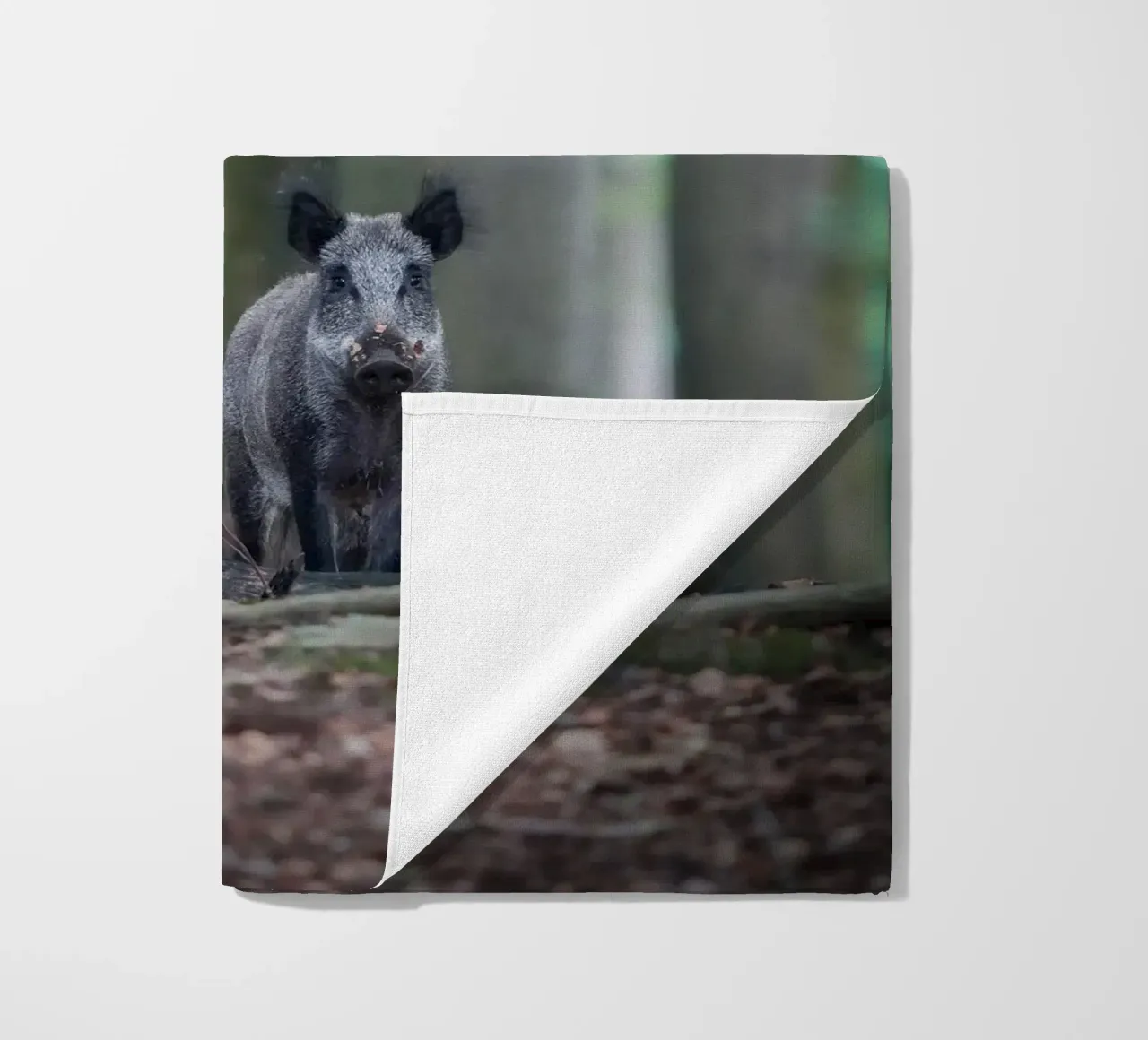 Cinghiale nella foresta telo mare da Tom's Wildlife