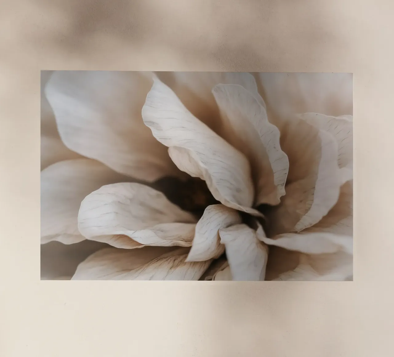 Fragile Bloom No 01 pellicola backlit da treechild