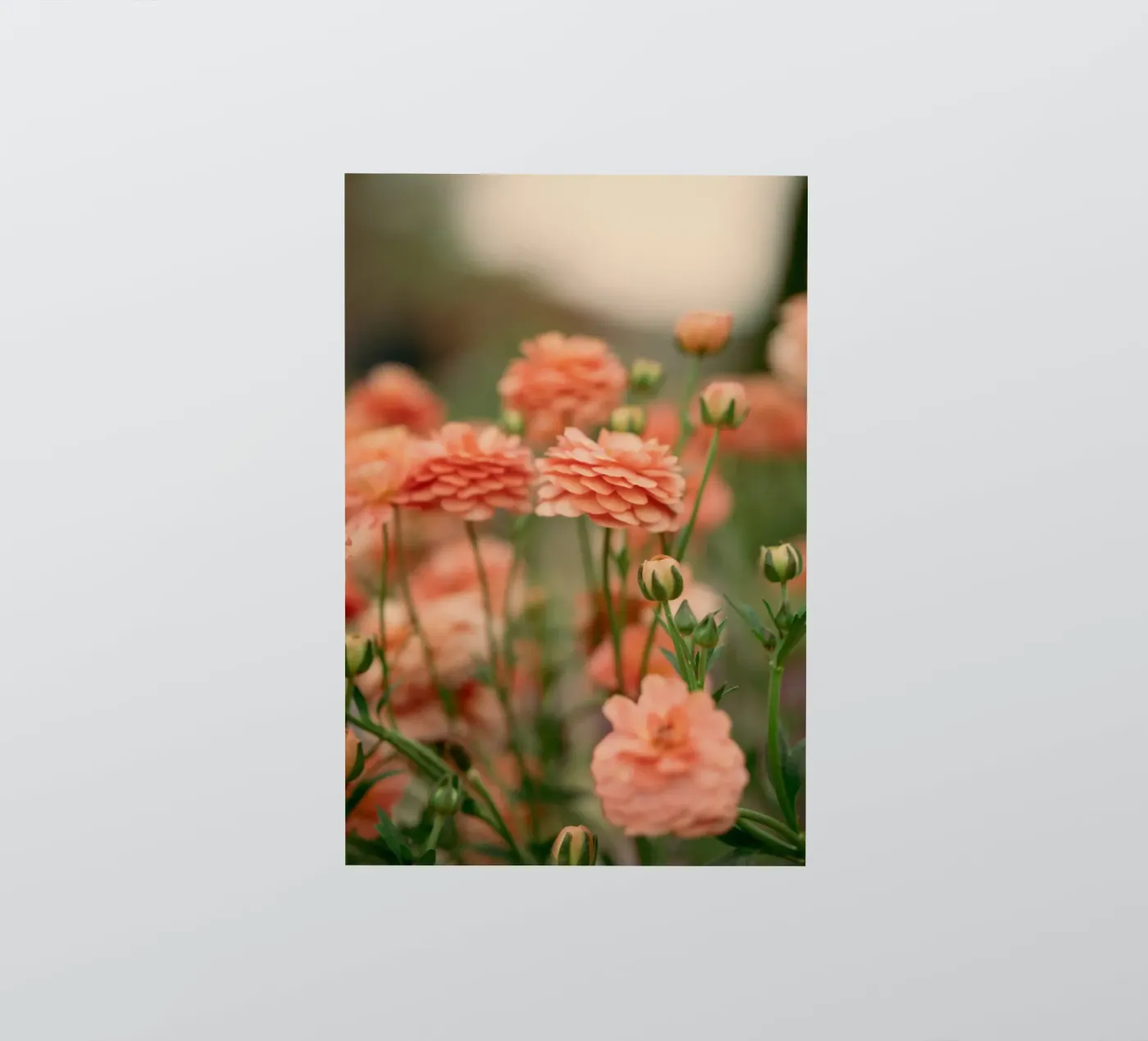 roos sticker van Earthly Visions