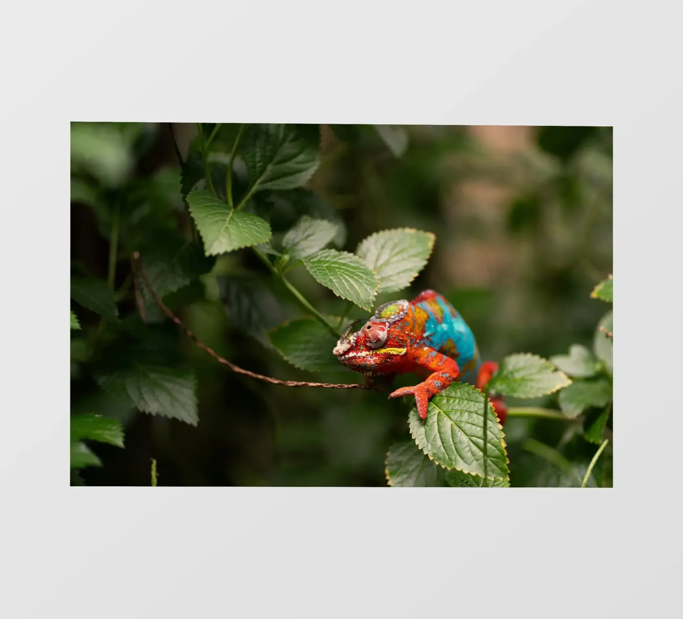 red frog fotobehang van Earthly Visions