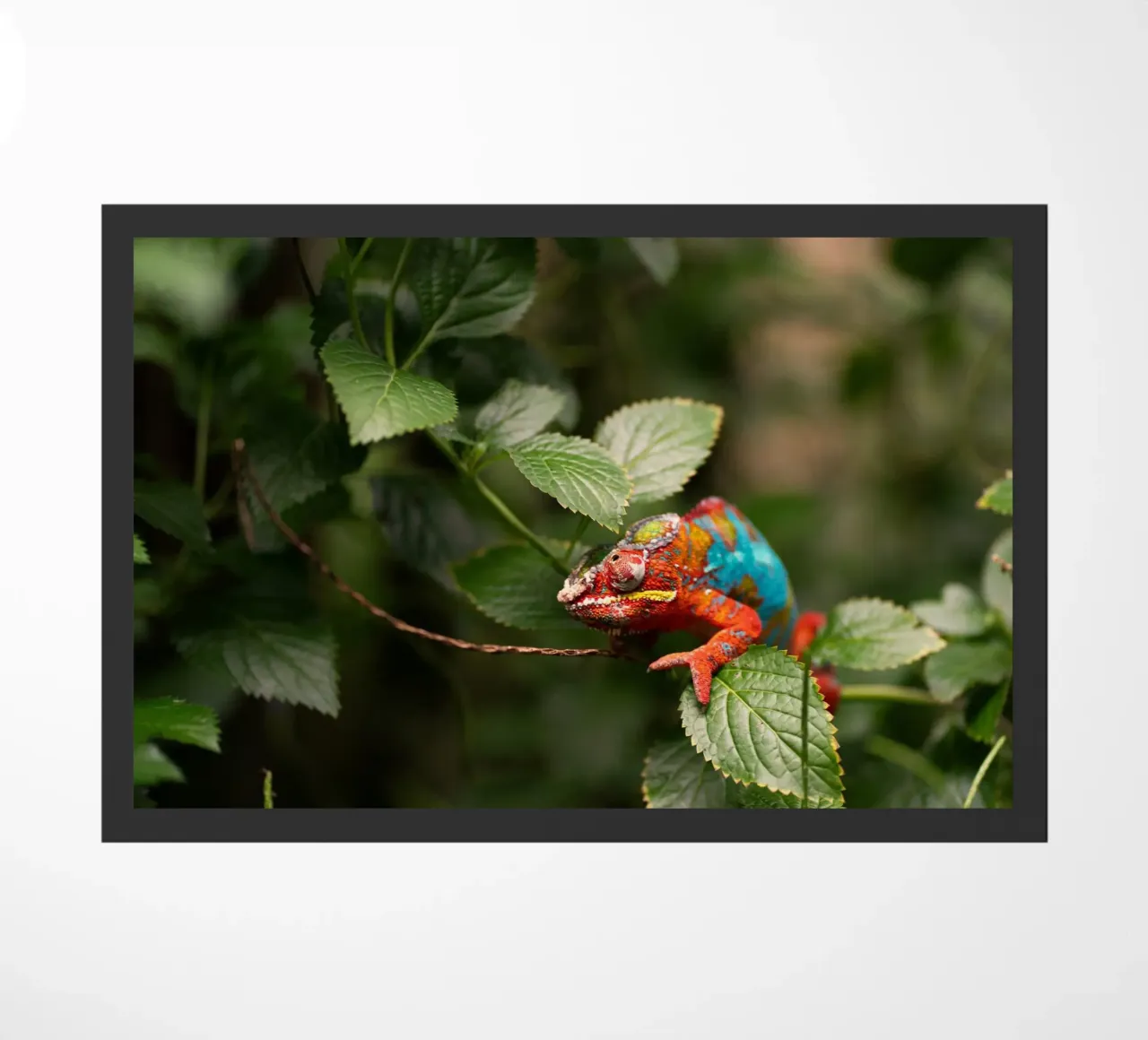 red frog doormat by Earthly Visions